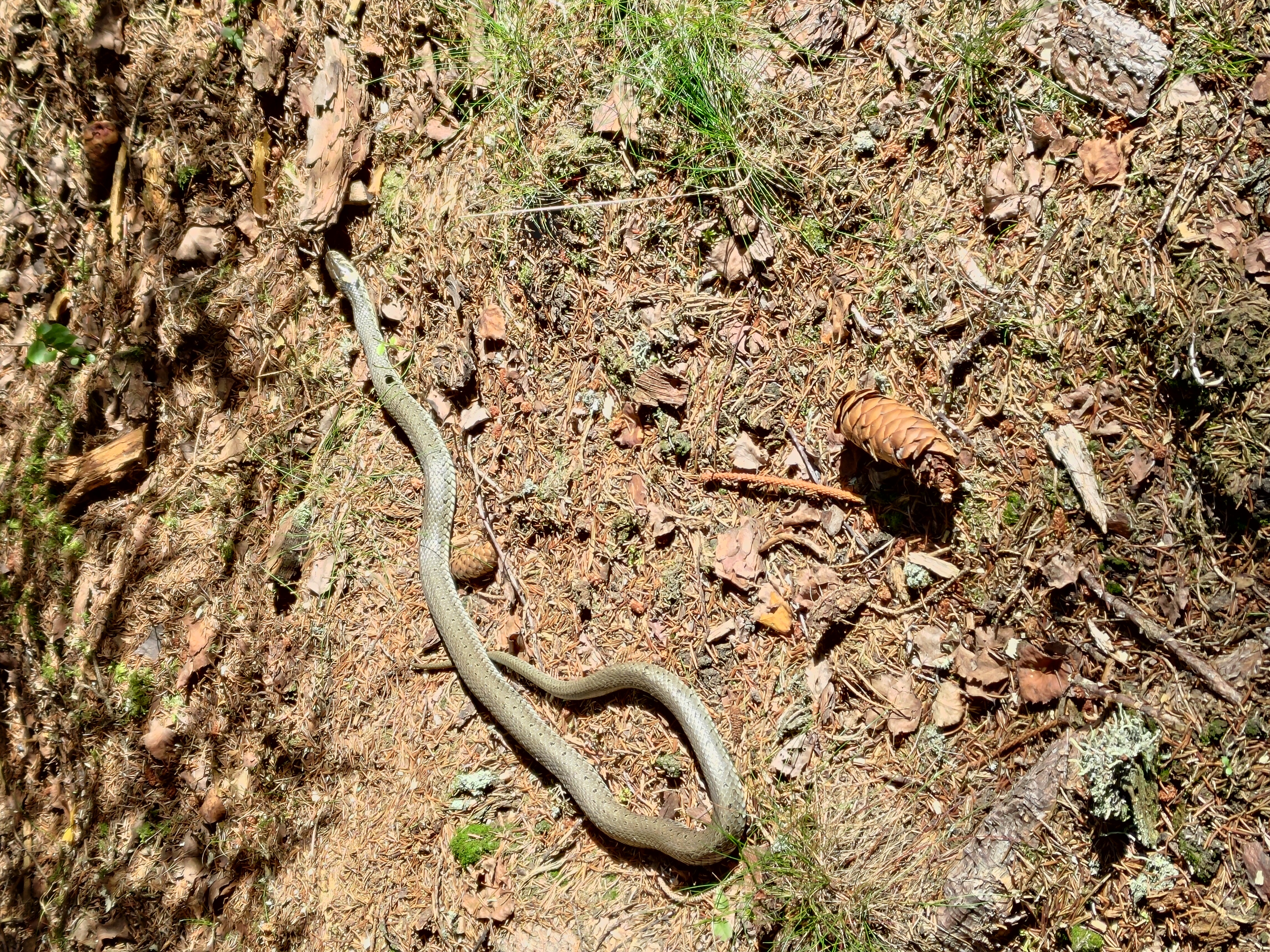 Wohnmobilstellplatz: Beim Rhododendronwald