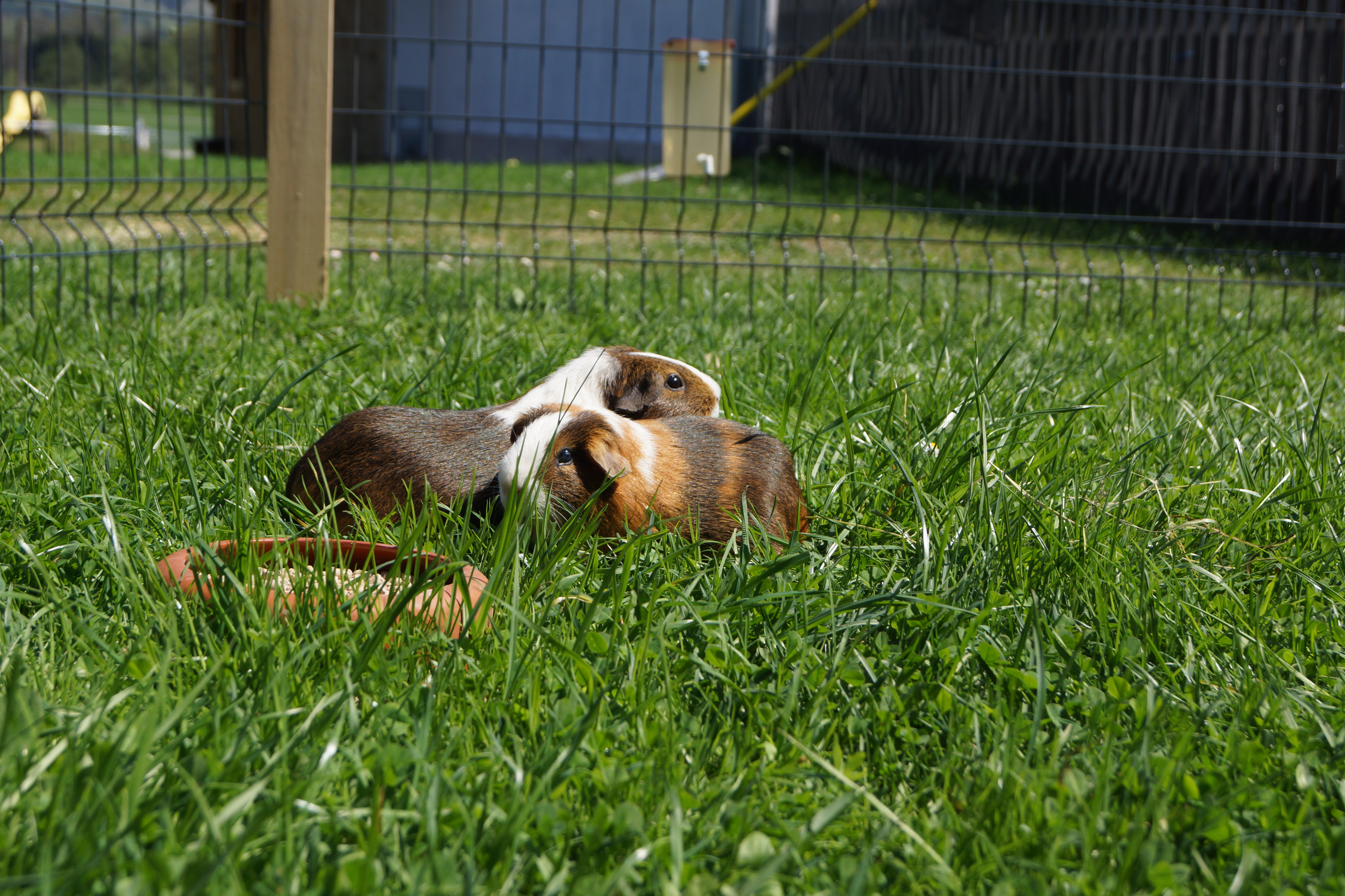 Wohnmobilstellplatz: Meerschweinchen - Bauernhof mit Pool