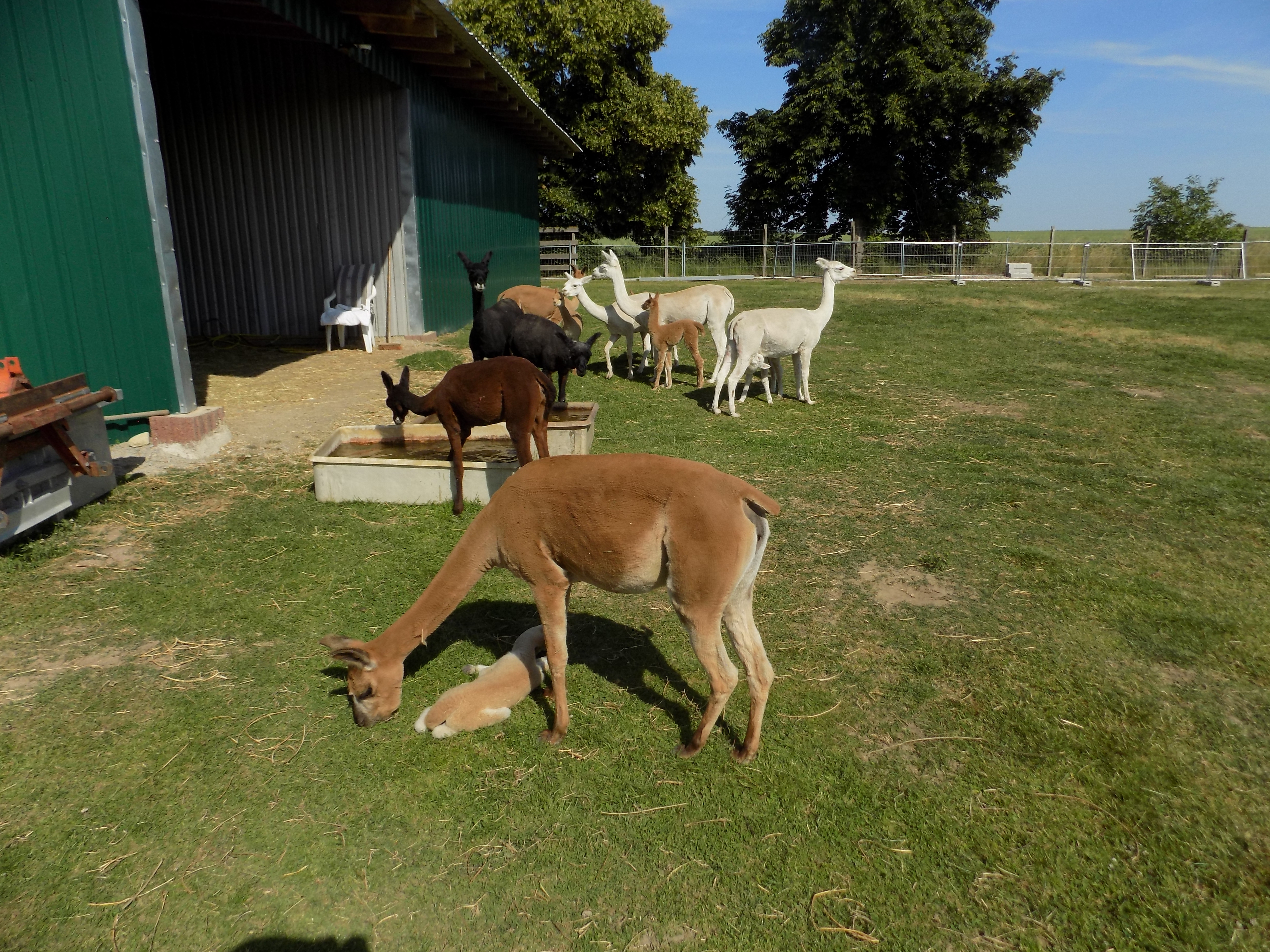 Wohnmobilstellplatz: ALPAKACAMPING-PLATZ**** Natur- Komfort- Camping & Alpaka Erlebnisse
