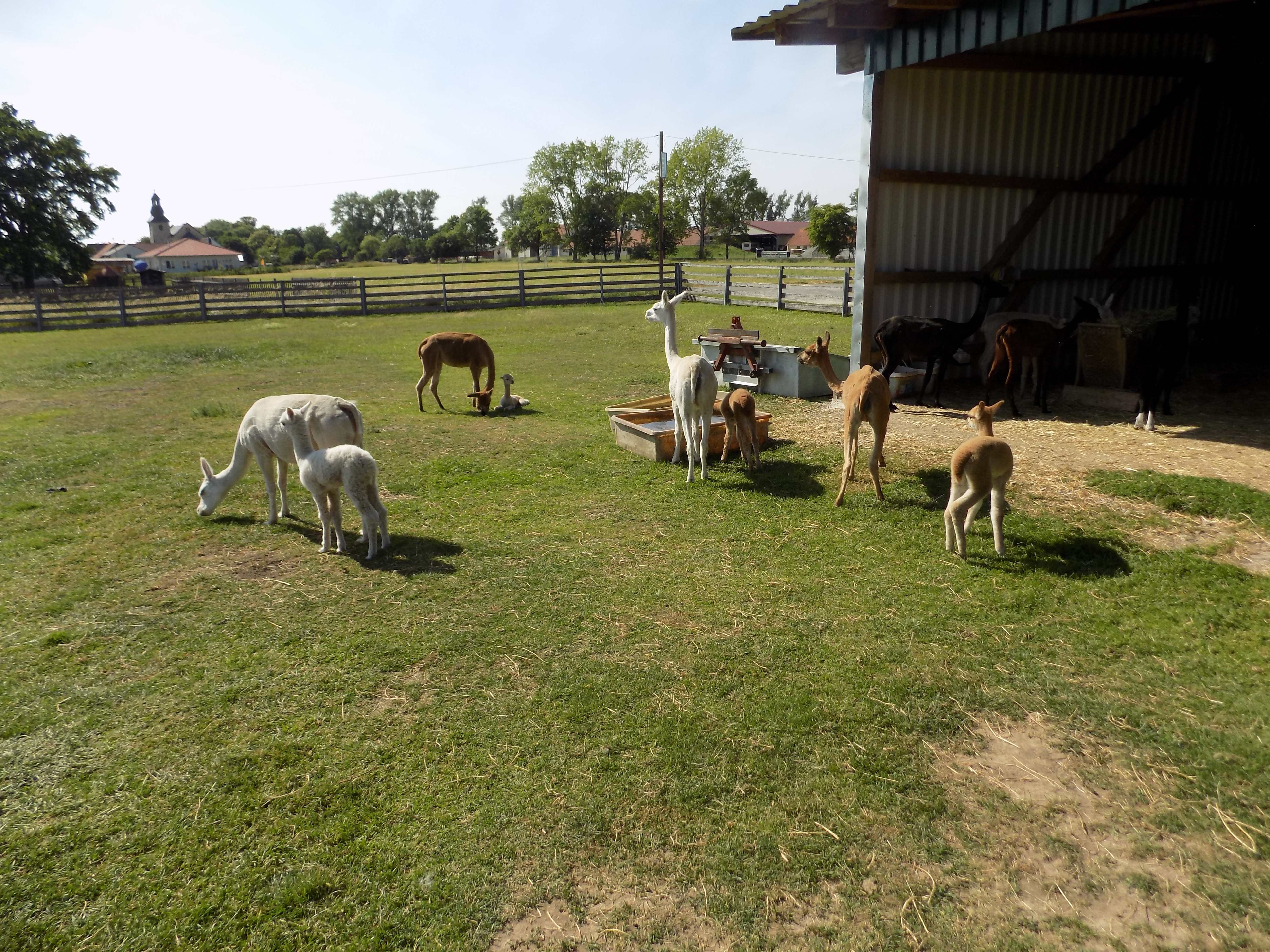Wohnmobilstellplatz: ALPAKACAMPING-PLATZ**** Natur- Komfort- Camping & Alpaka Erlebnisse