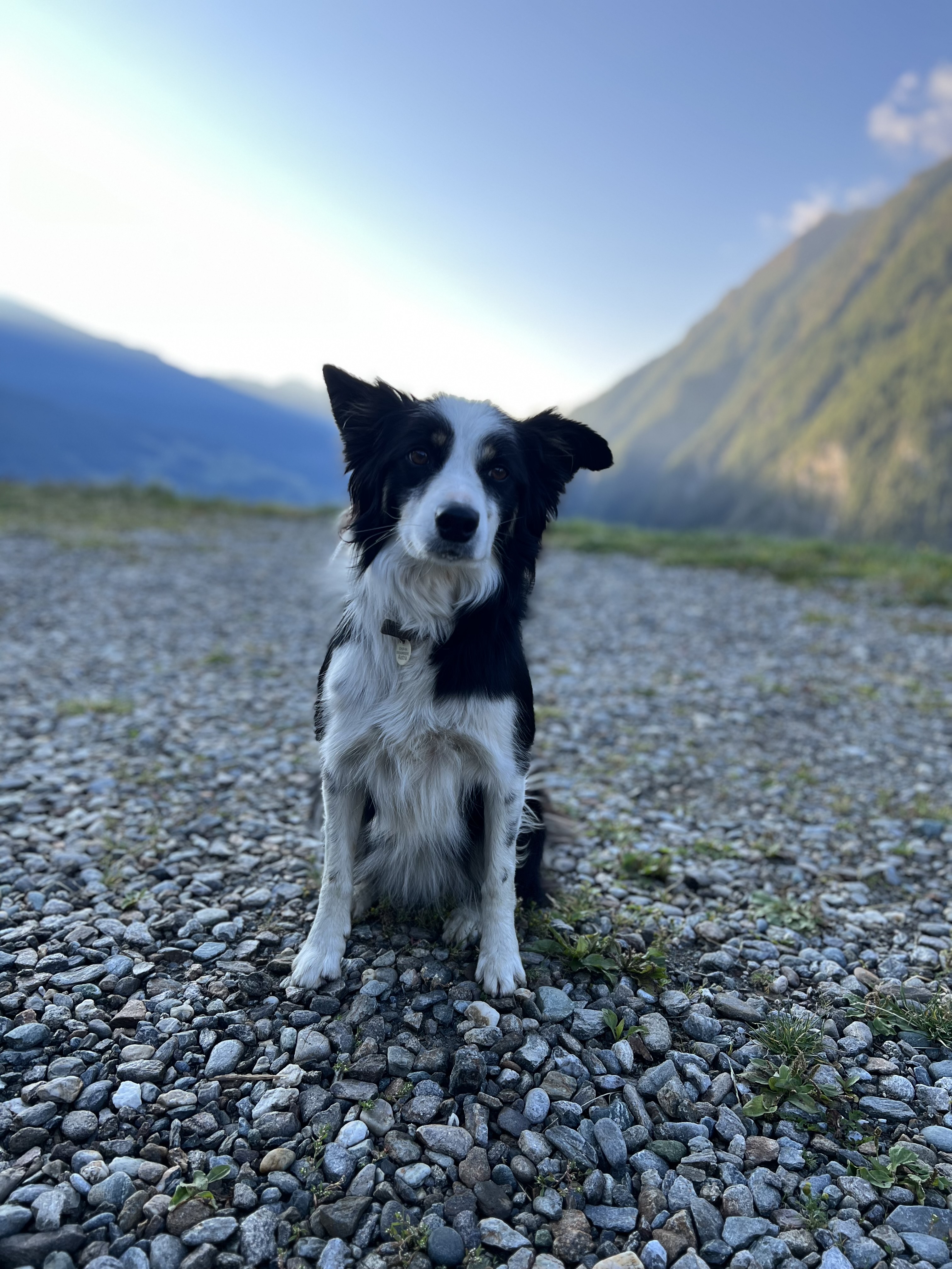 Wohnmobilstellplatz: Happy ist unser Platzanweiser:)
 - Ferienhof Oberer Gollmizter - Piazzole
