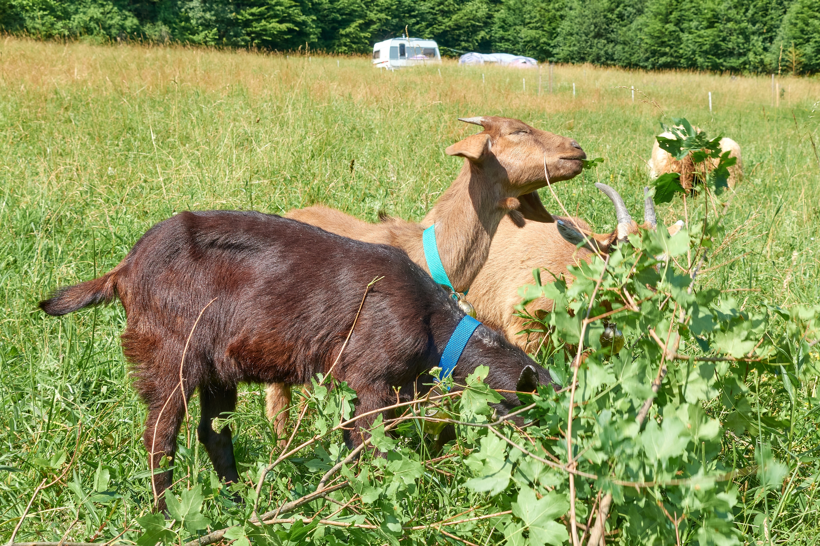 Reisemobilstellplatz: Farma pod Vlciu