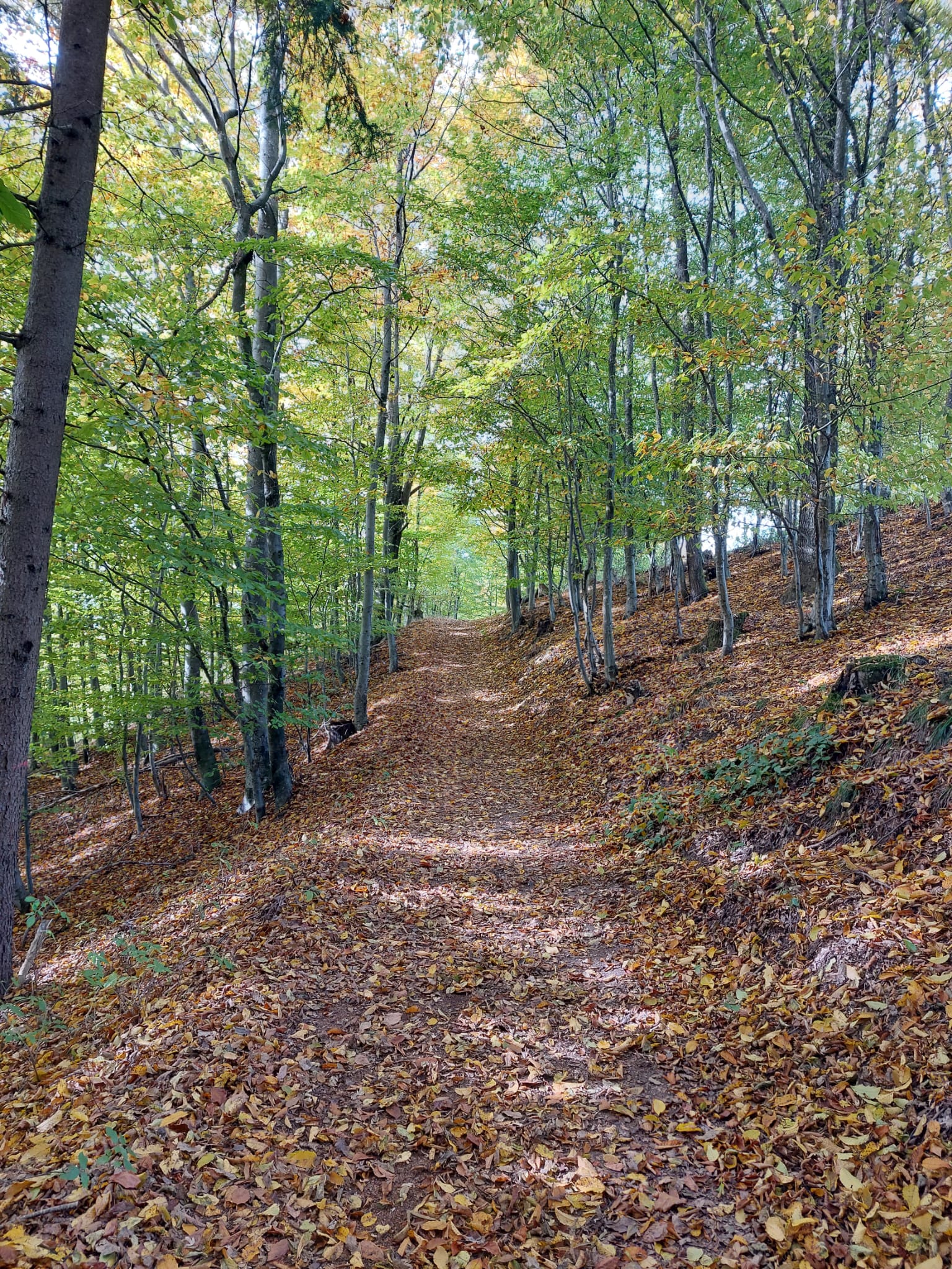 Wohnmobilstellplatz: Wanderwege  - Naturwunder Stellplatz Donaublick (Steiner-Felsen)