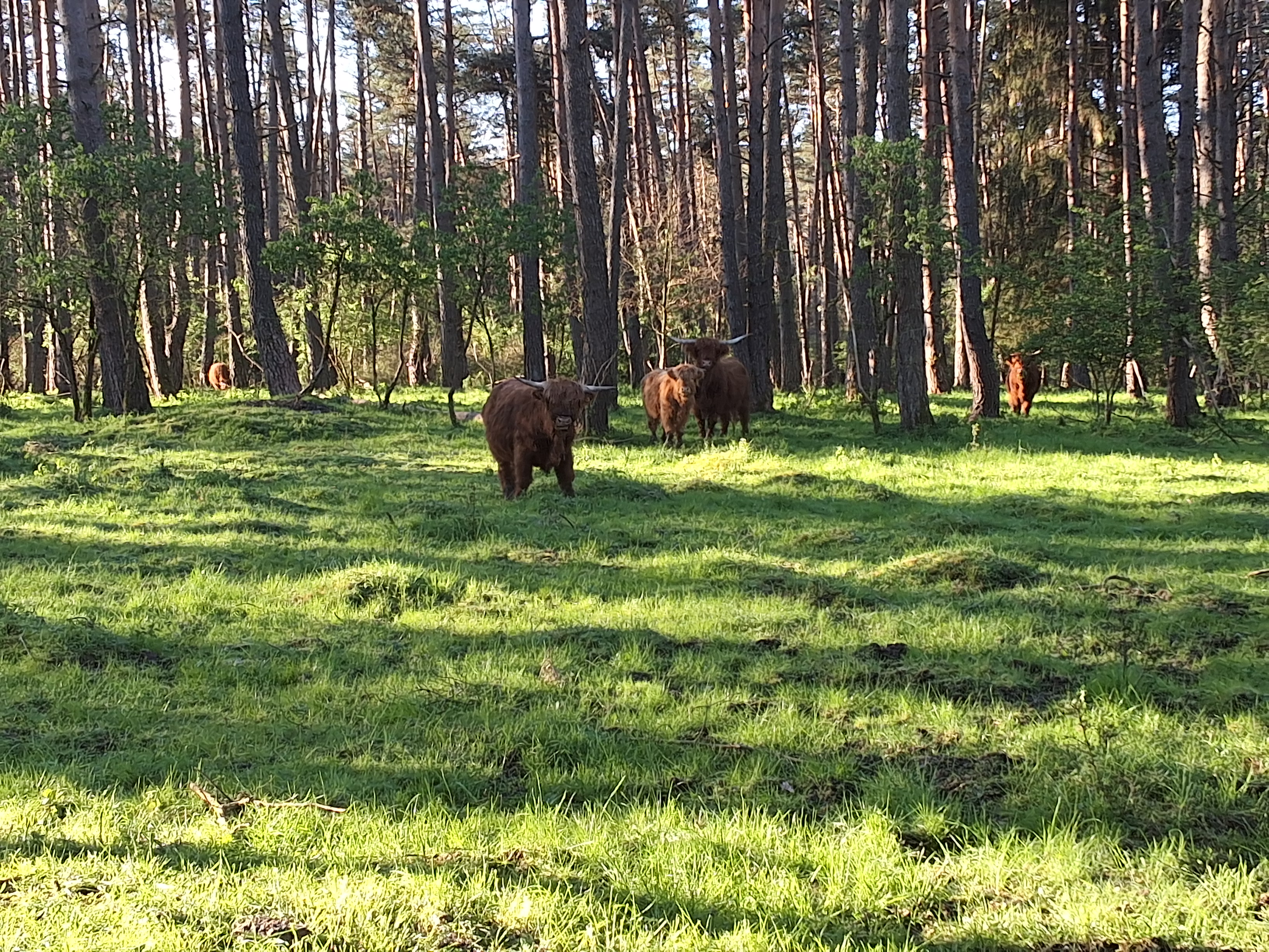 Wohnmobilstellplatz: Adventureland Marisfeld 