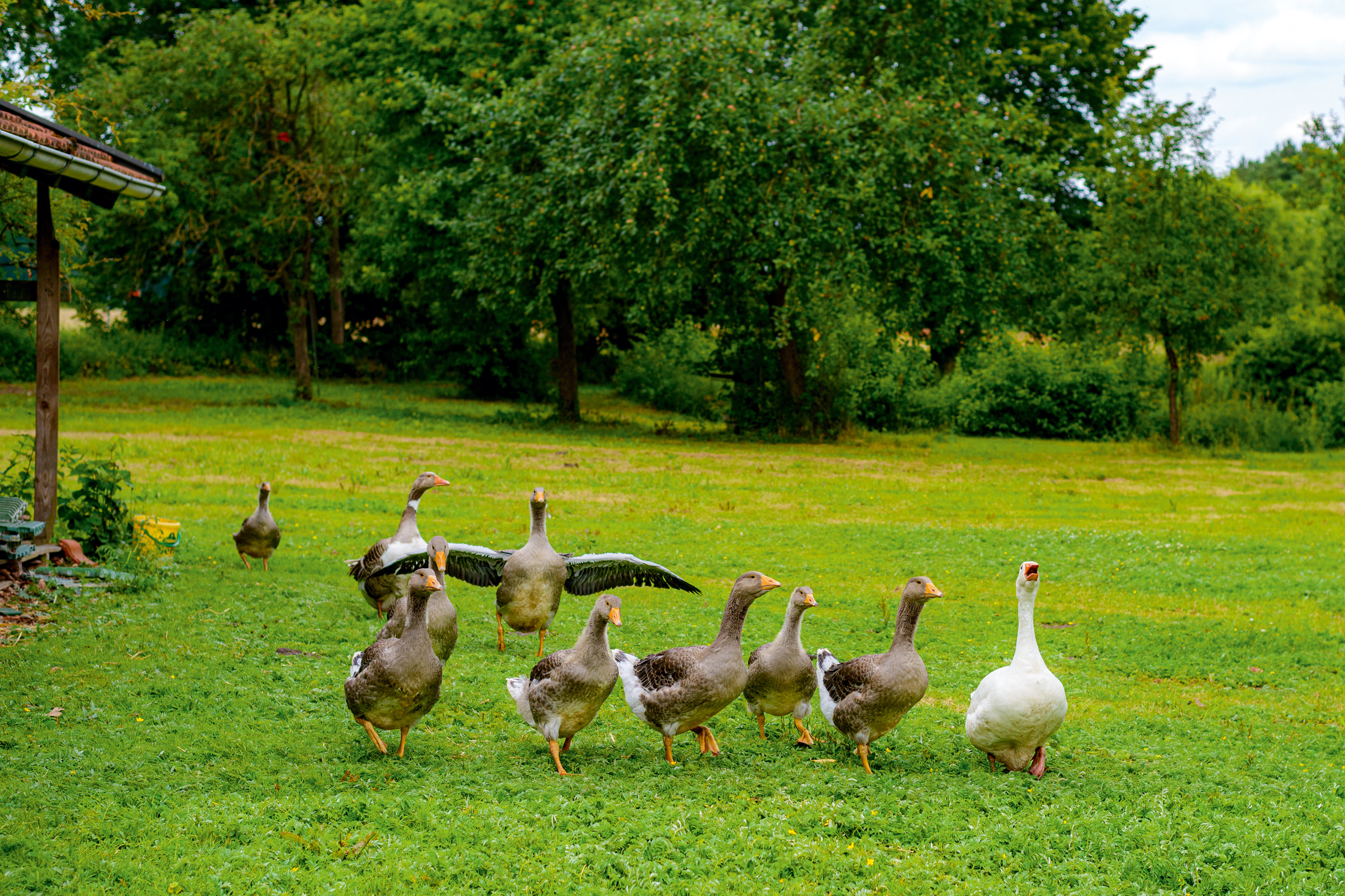 Wohnmobilstellplatz: Die Hofgänse sind umgezogen. - Gänsewiese Hof Wehdebrock