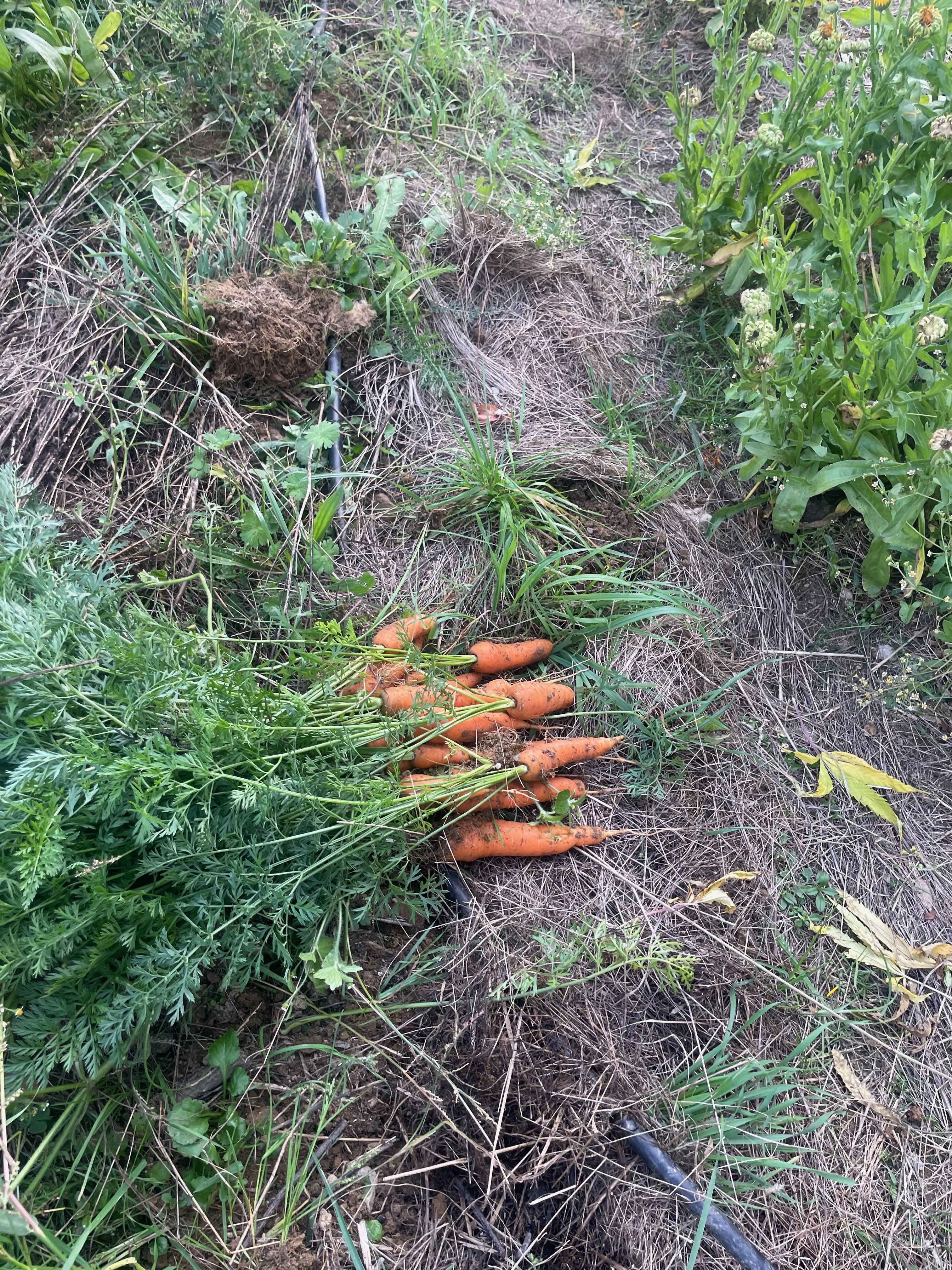 Wohnmobilstellplatz: Gemüseernte aus dem hepi Garten! - Ruhiger Naturstellplatz beim Genusswirt – Mühlenstüberl im Lesachtal