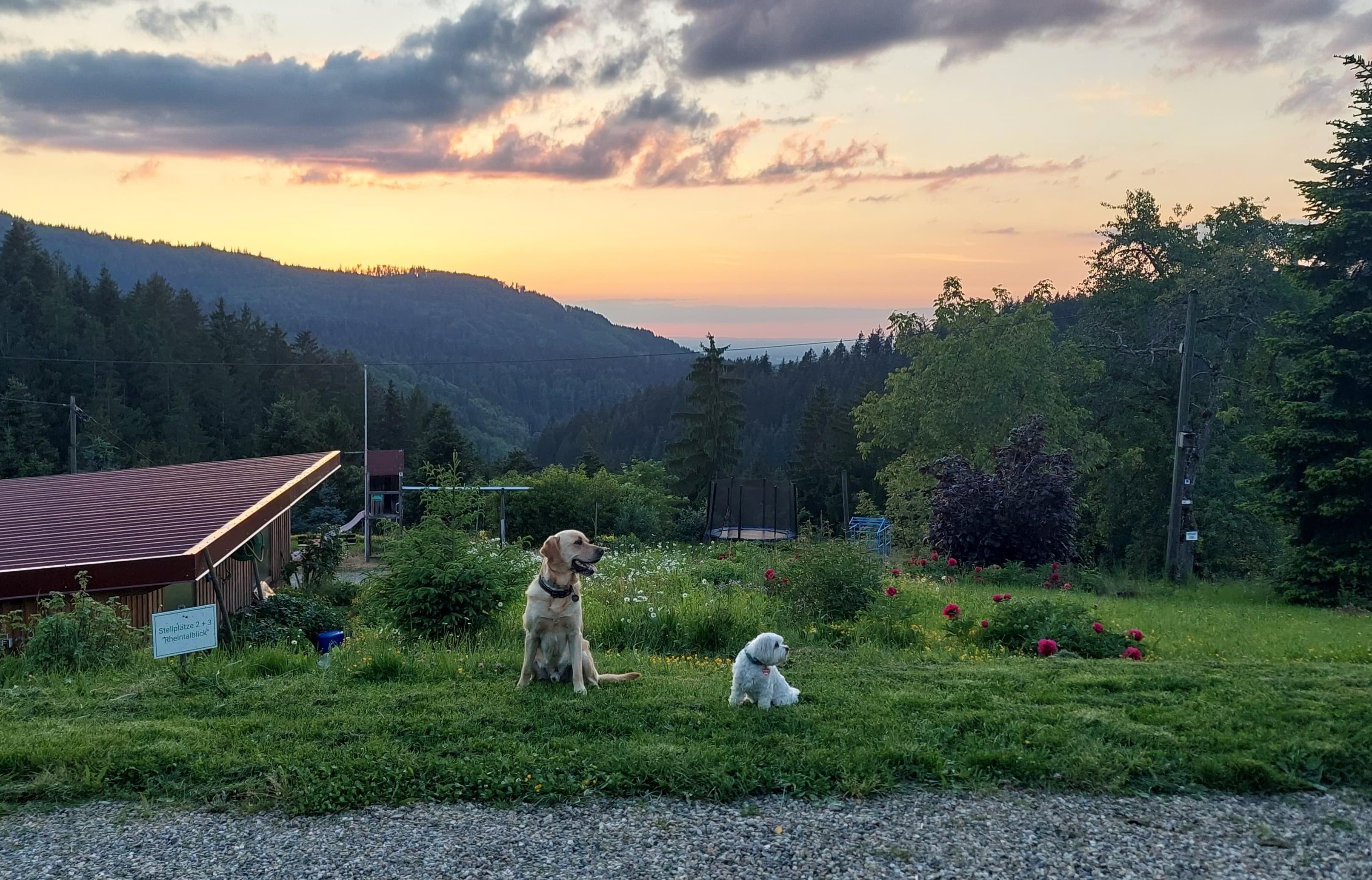 Wohnmobilstellplatz: Hofhund Leo mit Gasthund und Ausblick vom Stellplatz - Natur Camping Hölzleberg mit Aussicht und Pool