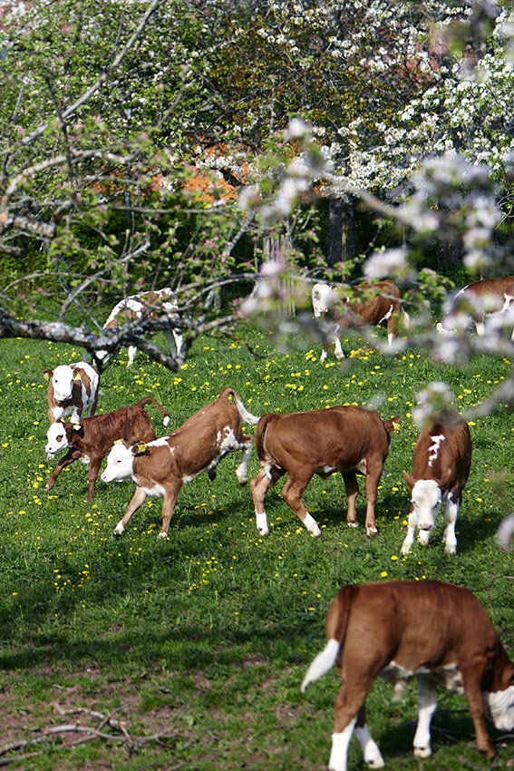 Area sosta per camper - Gernsbach - Kälber - Hof Sonnenwald Schernbach/Nordschwarzwald