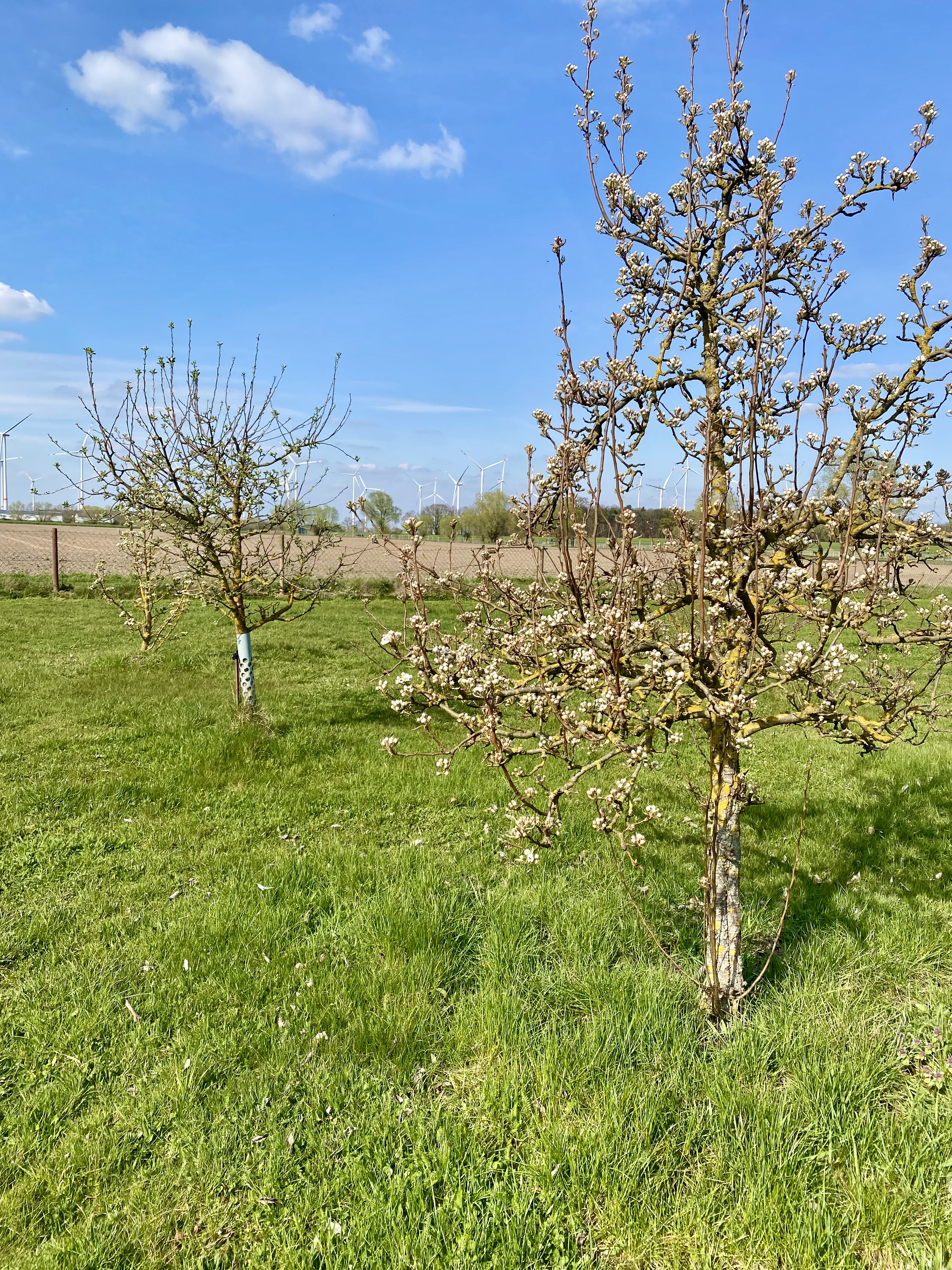 Reisemobilstellplatz - Stendal - ab Sommer und Herbst Obst direkt ab Baum  - Schwalbennest 