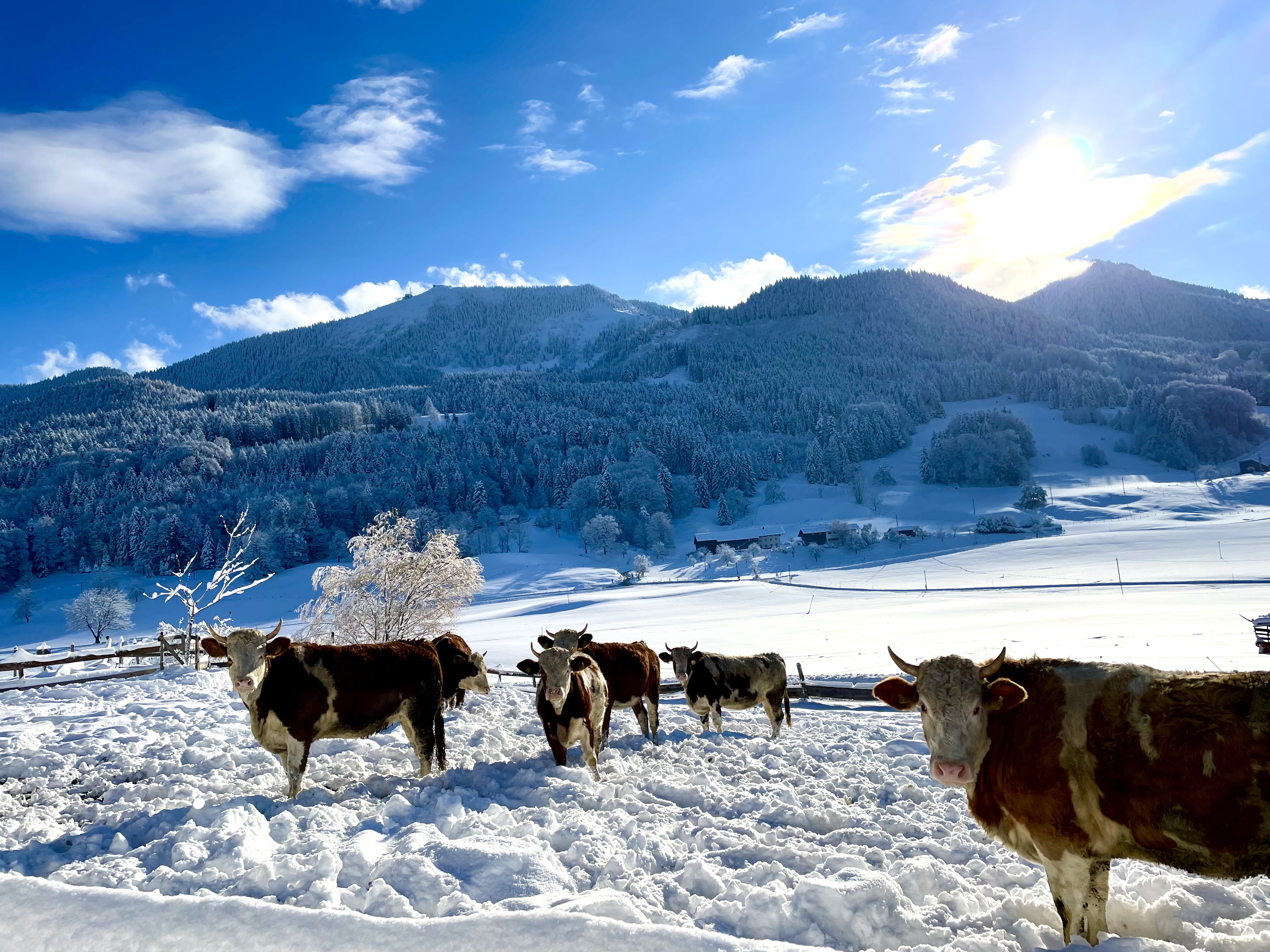 Wohnmobilstellplatz: Winterweide für unsere Kühe - Weyererhof Fam. Daxlberger 