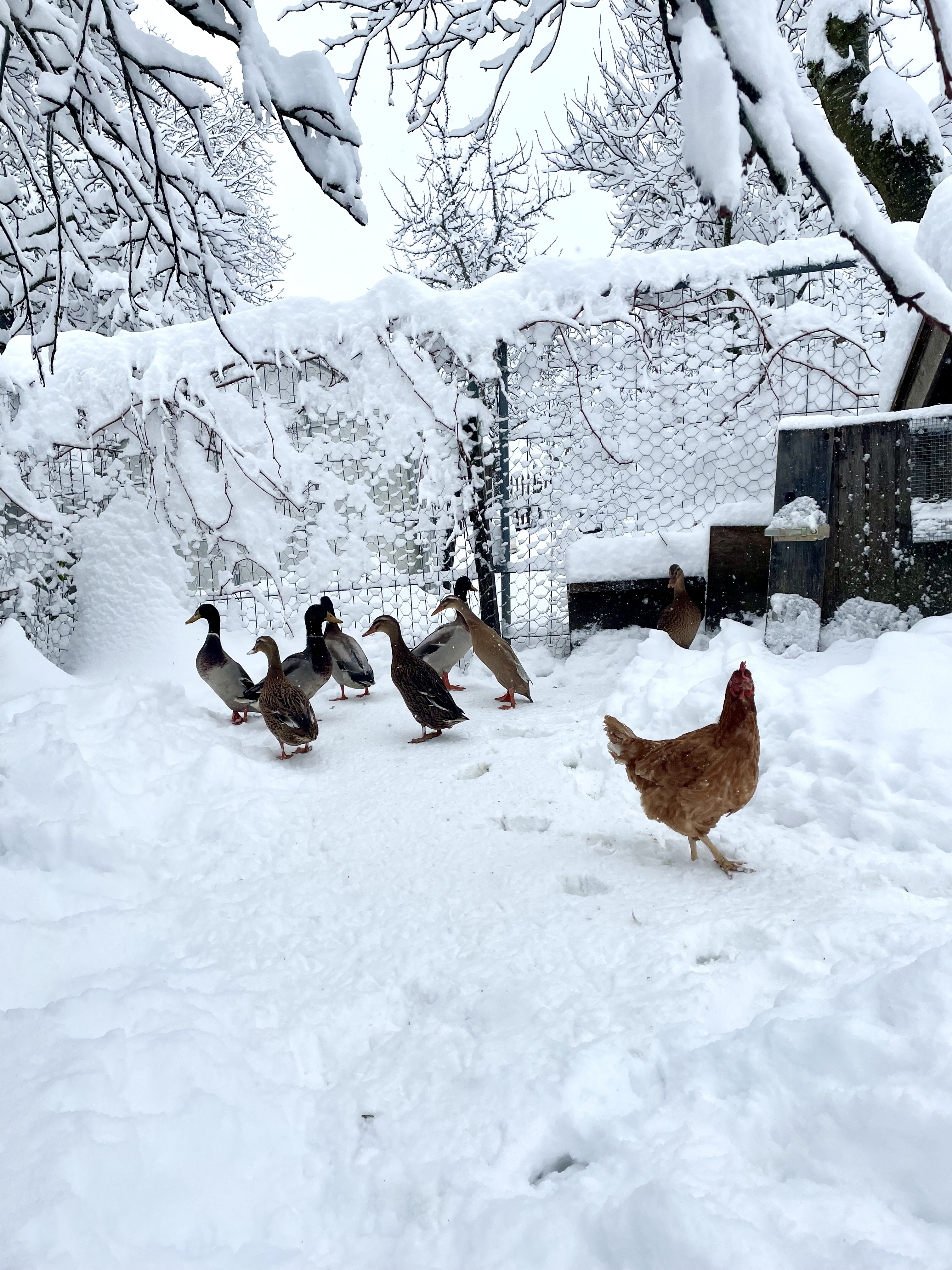 Wohnmobilstellplatz: Hühner & Enten - Weyererhof Fam. Daxlberger 