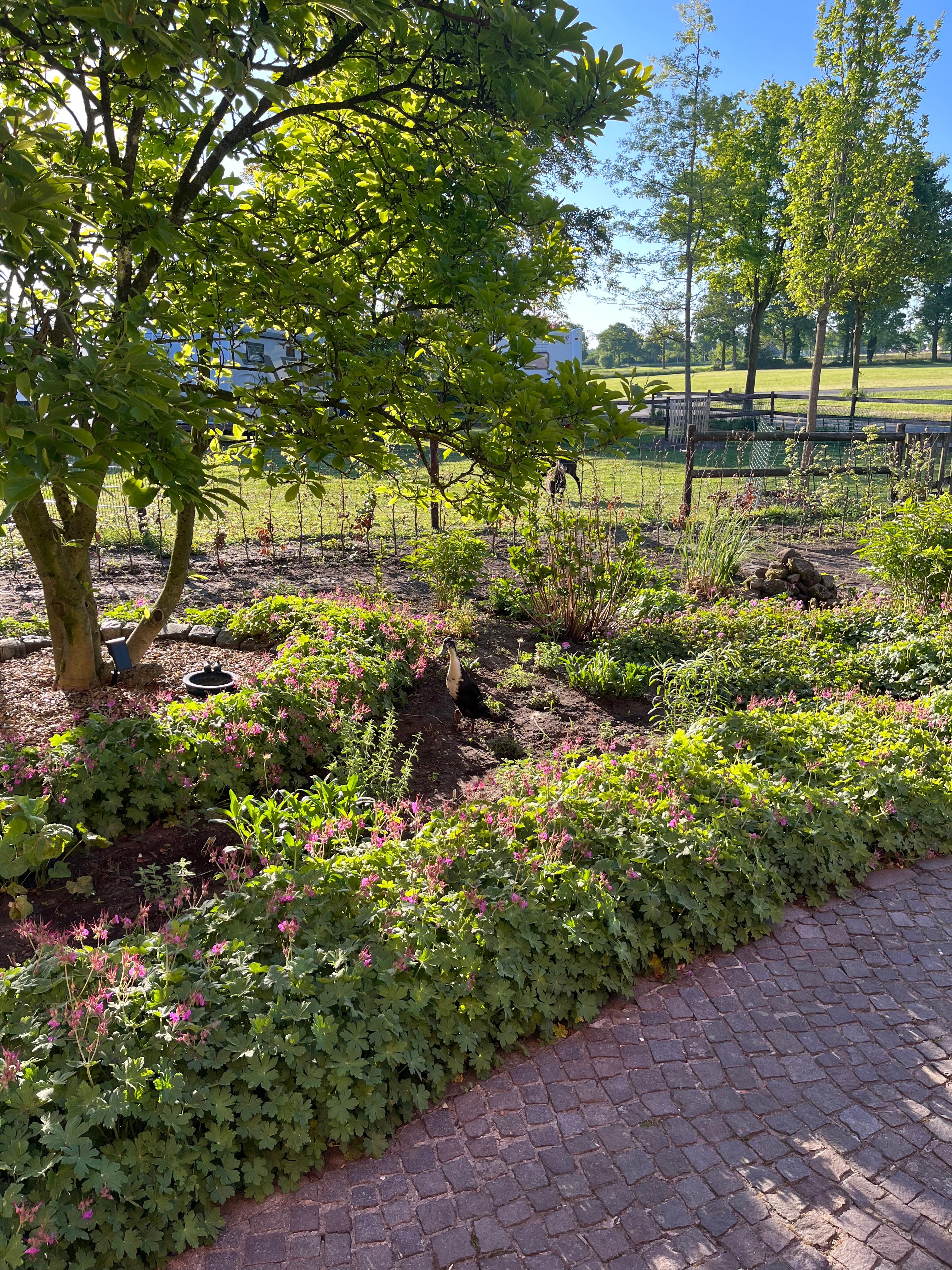 Reisemobilstellplatz - Schatten: teilweise vorhanden - Südlohn - Wohnmobilstellplatz Südlohn Oeding - Hof Wameling