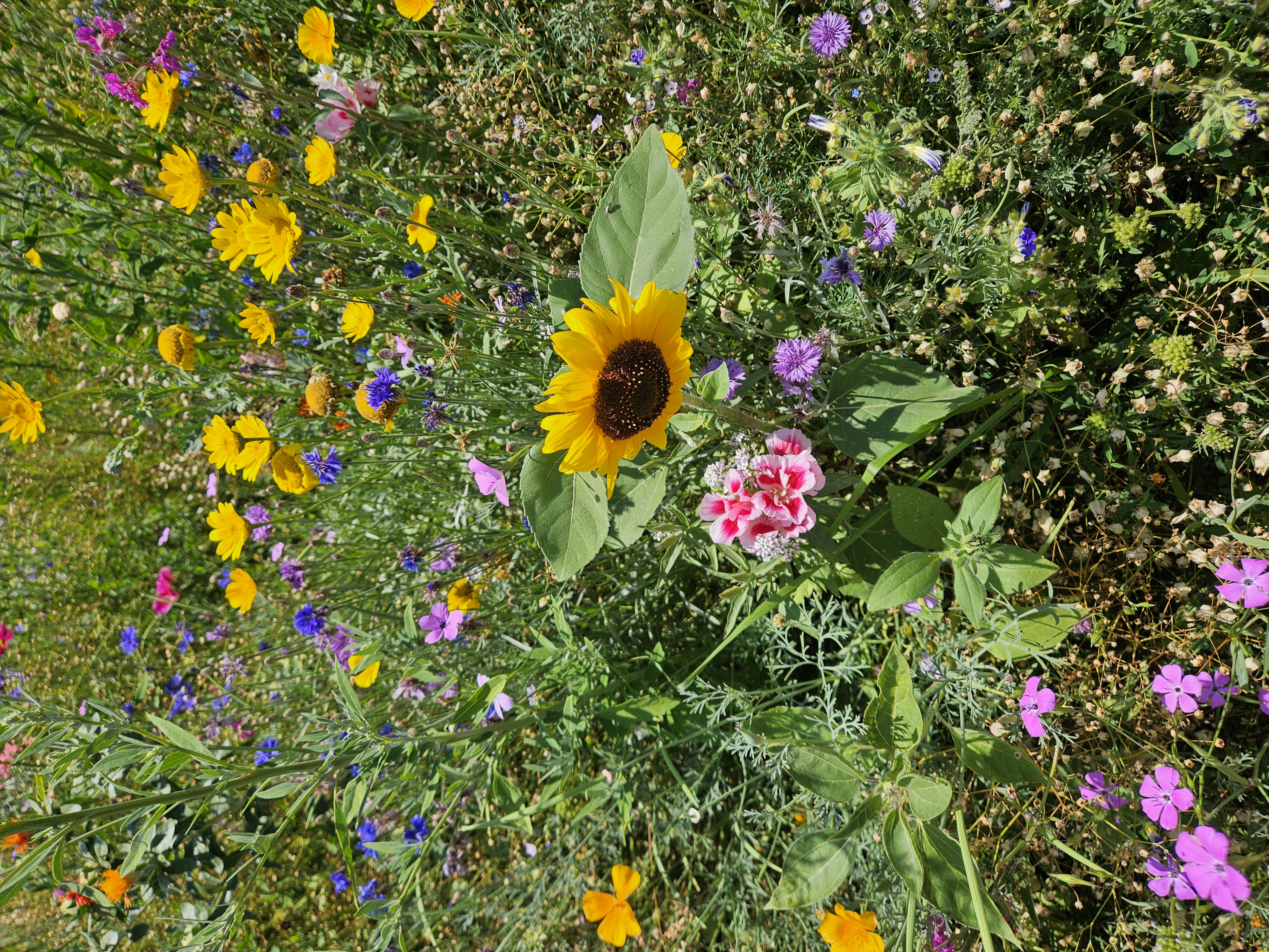 Reisemobilstellplatz - Wohnwagen erlaubt - Meckenbeuren - Blumenwiese am Stellplatz - Elisabethenhof Stellplätze