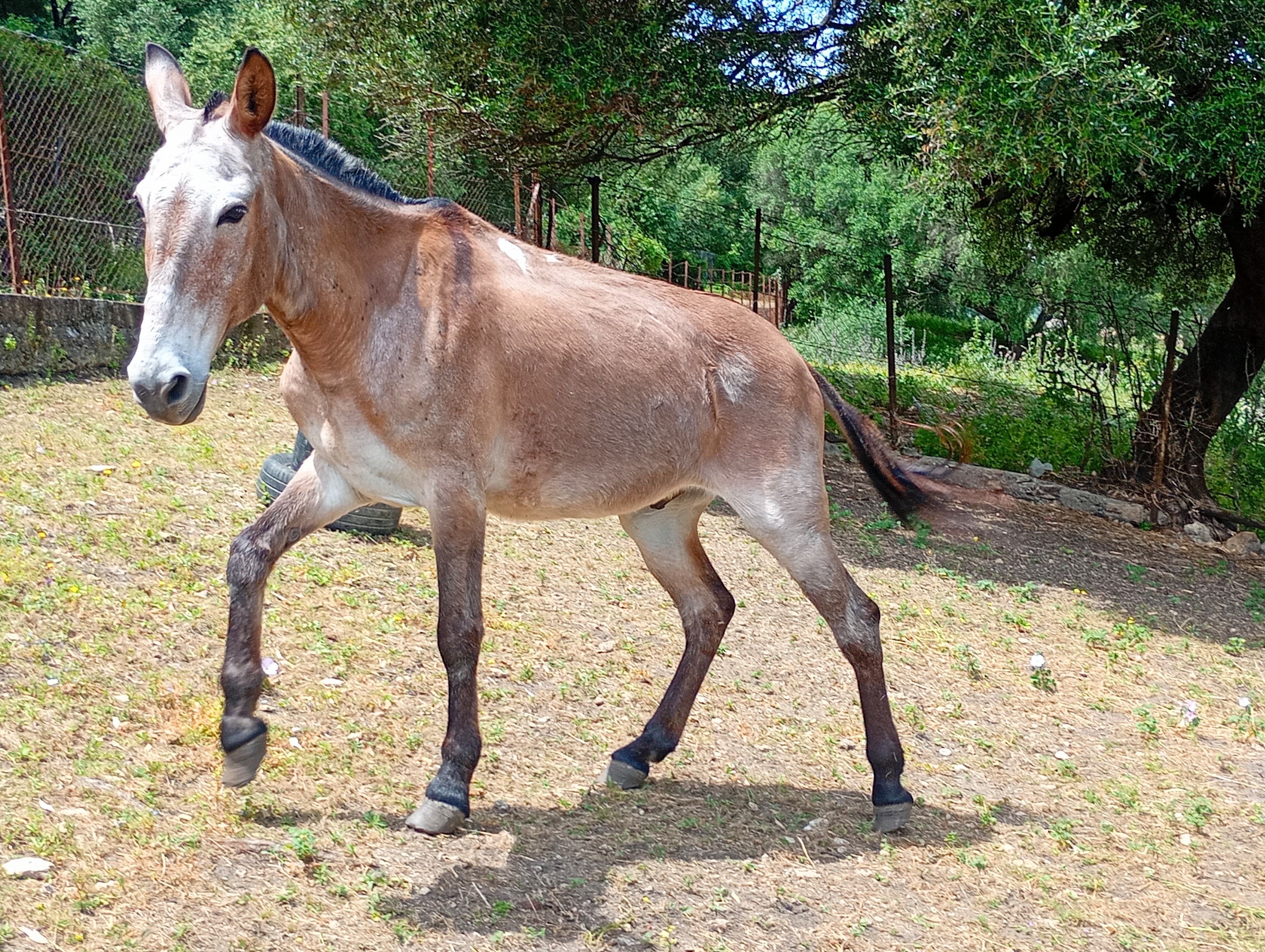 Wohnmobilstellplatz: Maultiere auf der Finca - Rancho " La Muleta"