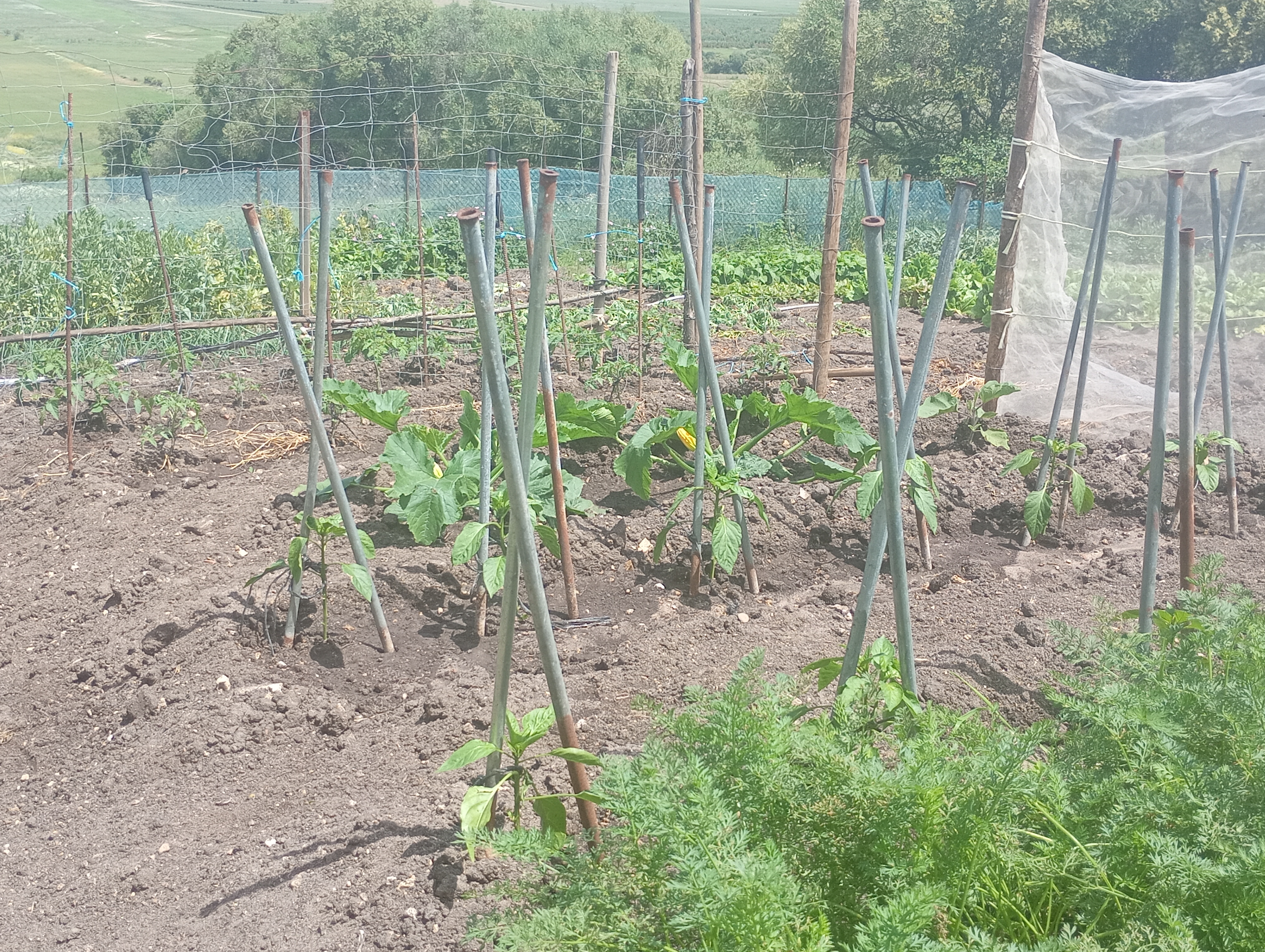 Wohnmobilstellplatz: Melonen und Tomaten in Arbeit🤩 - Rancho " La Muleta"