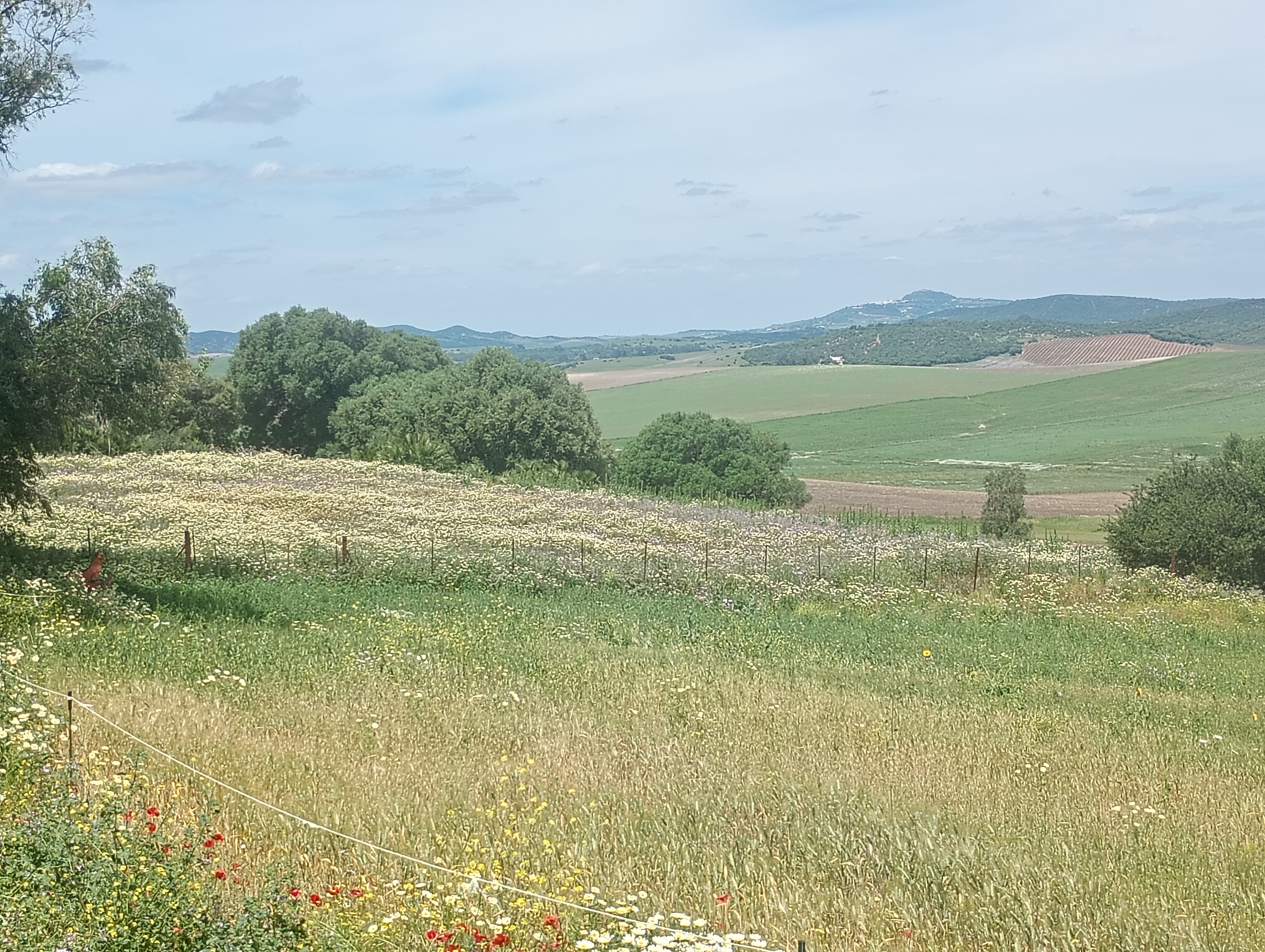 Wohnmobilstellplatz: Blick aus dem Camper, Natur pur! - Rancho " La Muleta"