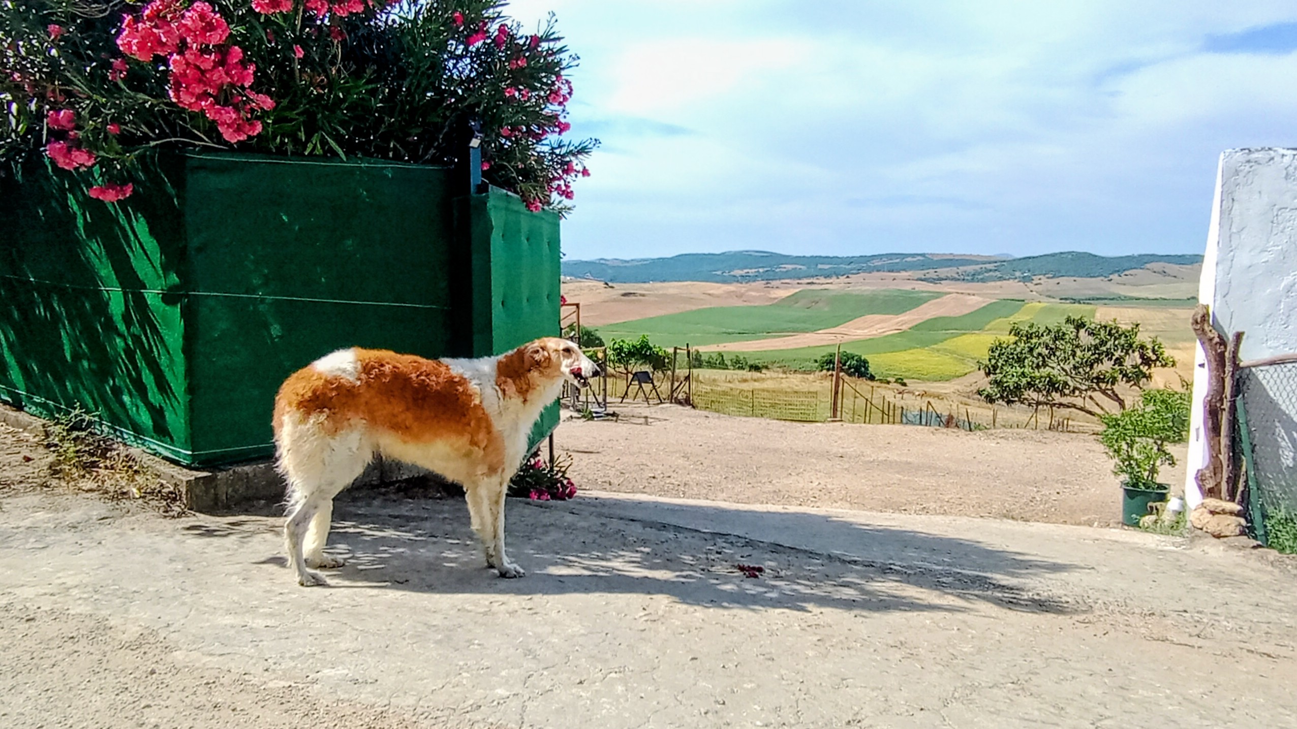Wohnmobilstellplatz: Hunde willkommen ! - Stellplatz auf rustikaler Ranch in Andalusien