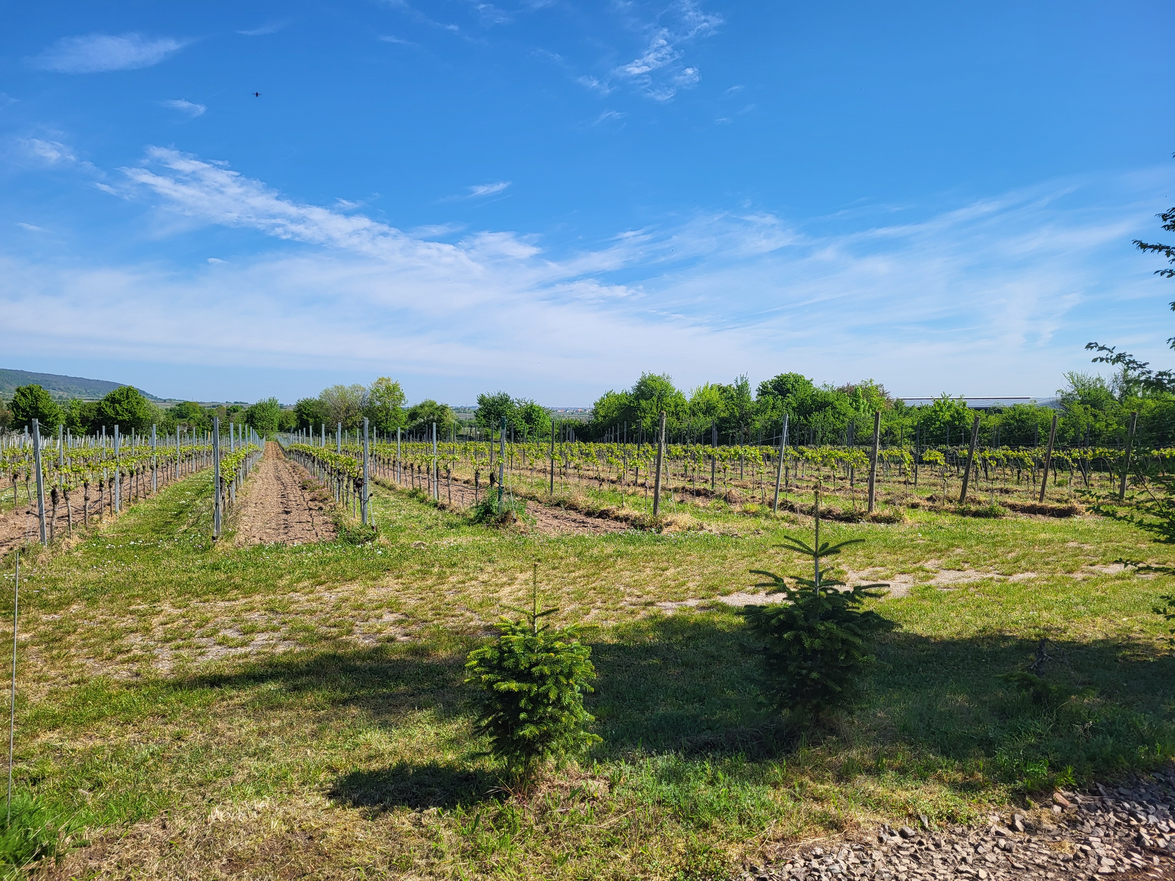 RV park - Preisniveau: günstig - Neustadt an der Weinstraße - WoMo-Stellplatz Rebenhof Kappner
