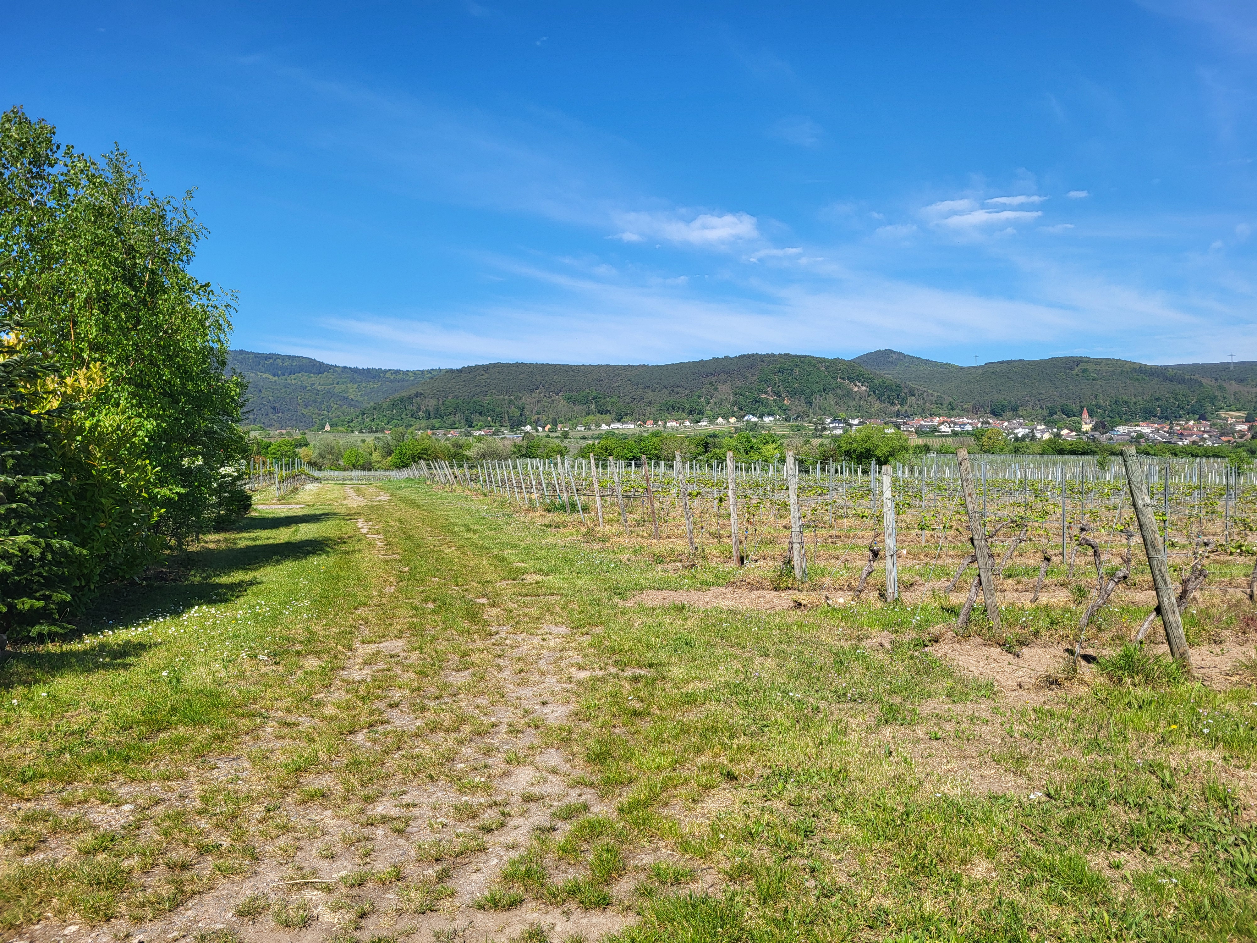 RV park - Preisniveau: günstig - Neustadt an der Weinstraße - WoMo-Stellplatz Rebenhof Kappner