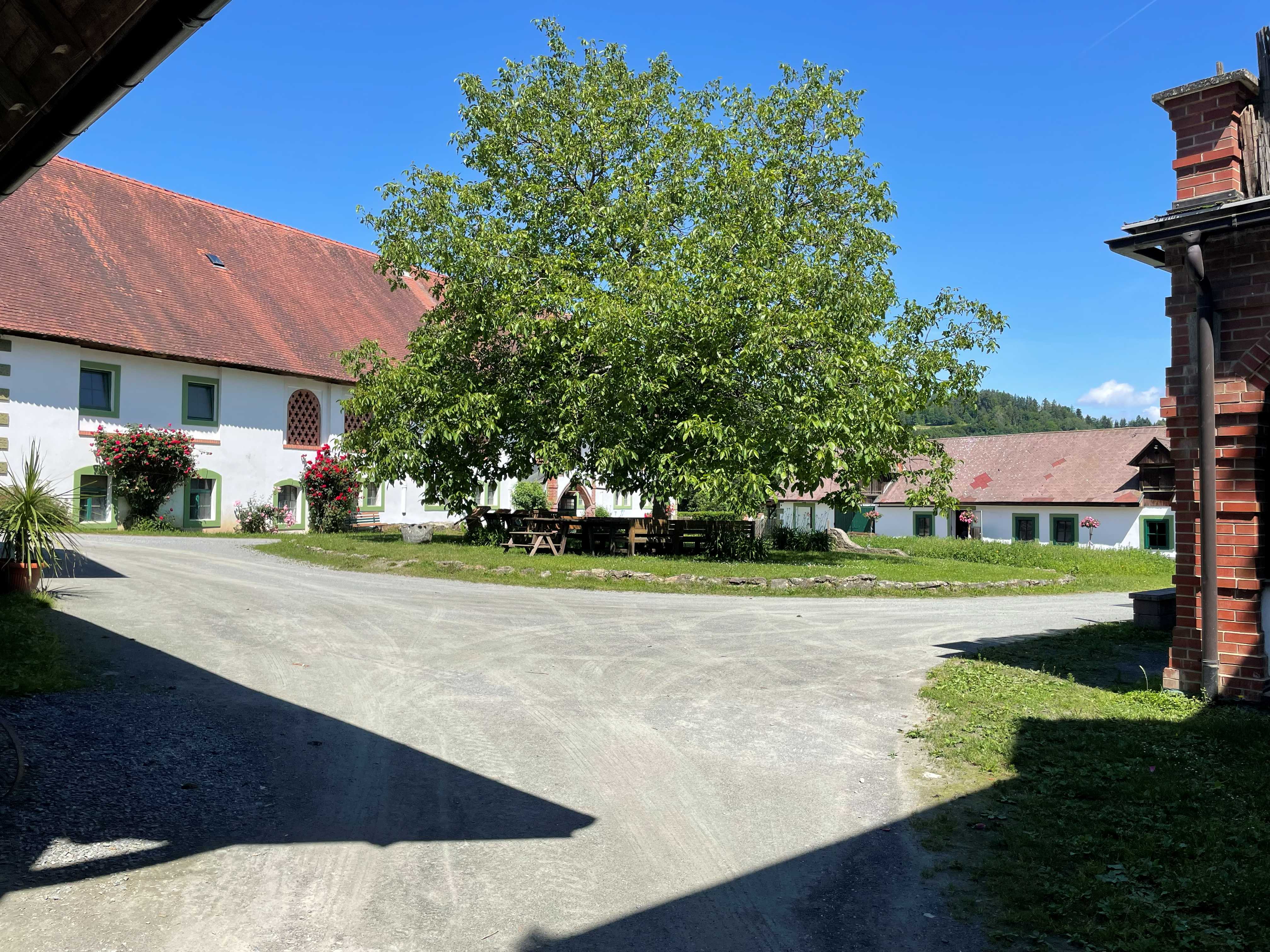 Wohnmobilstellplatz: Der Nussbaum im Innenhof - Natur Erlebnis Stellplatz Hallegg