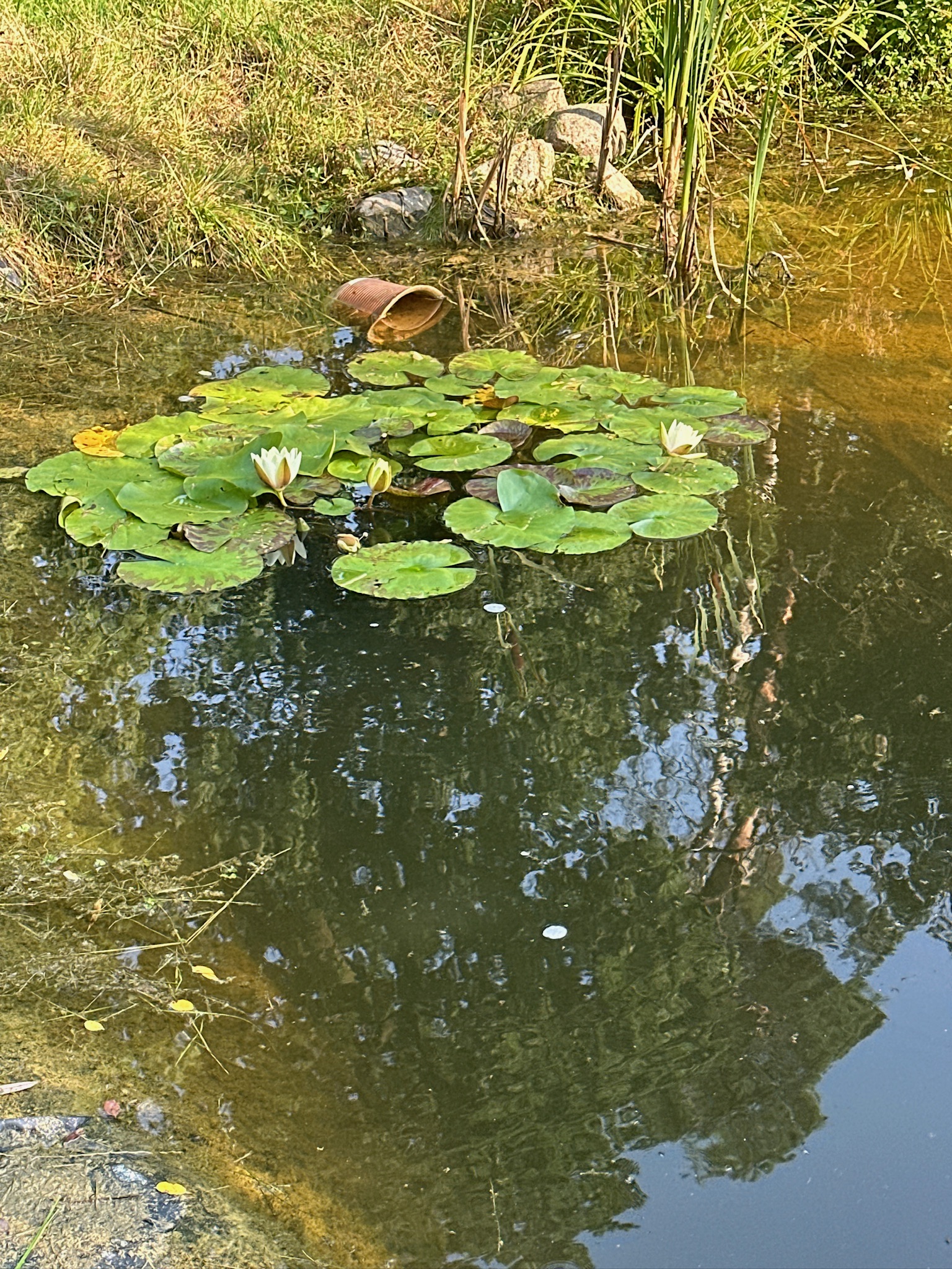Wohnmobilstellplatz: Hof- & Naturparadies nahe Kummerower See