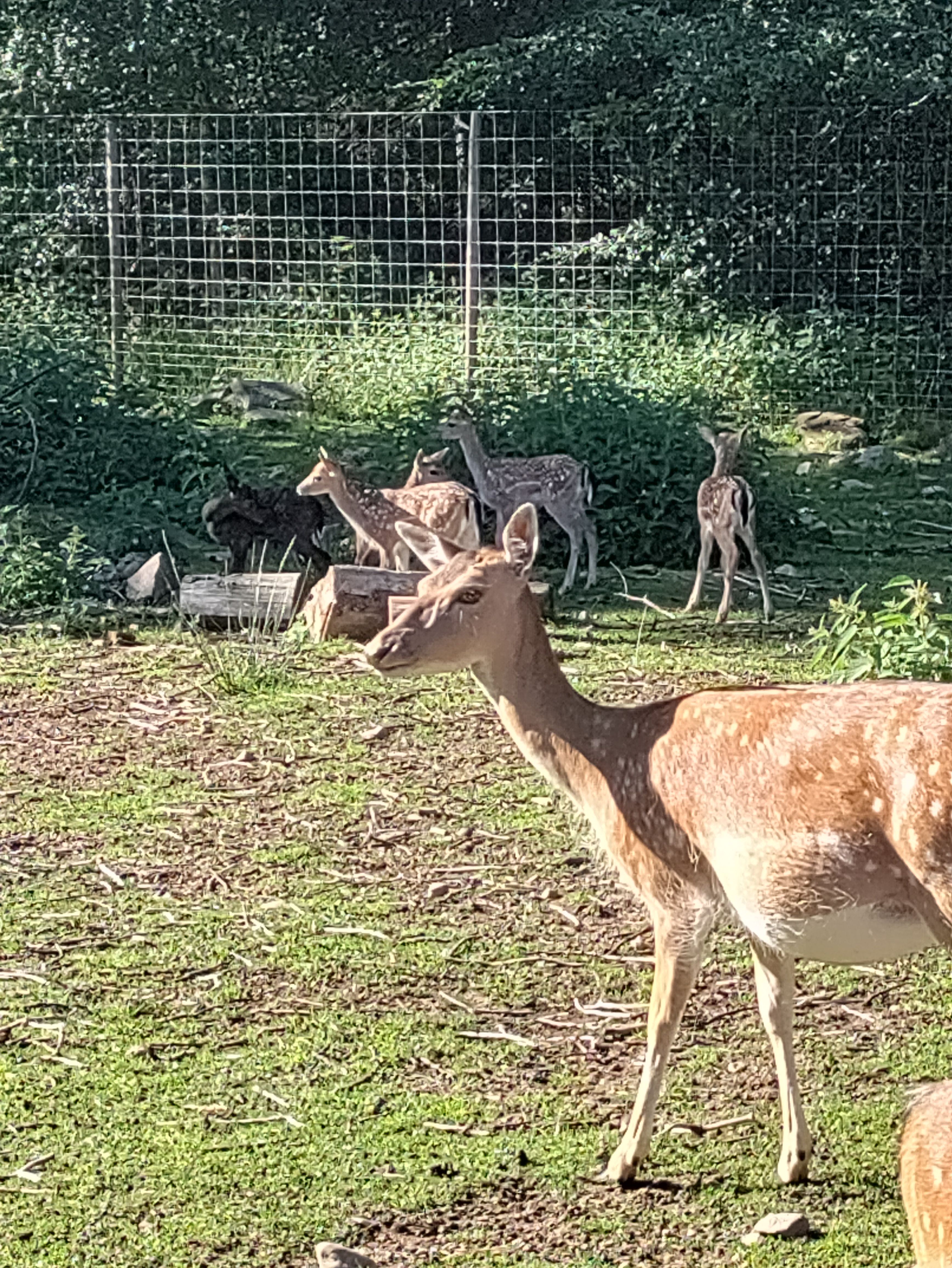 Wohnmobilstellplatz: Rollerbü Wildpark 