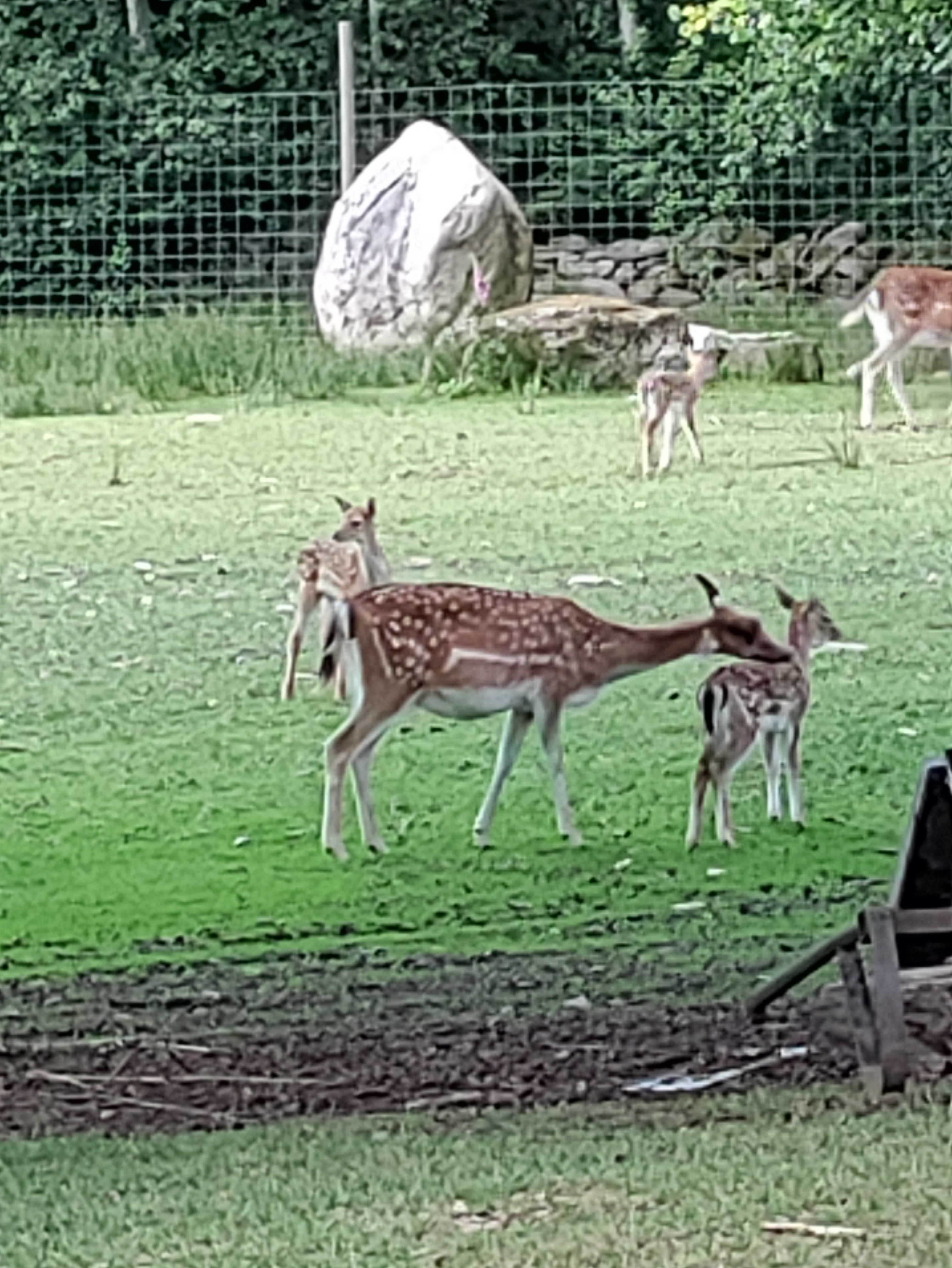 Wohnmobilstellplatz: Rollerbü Wildpark 