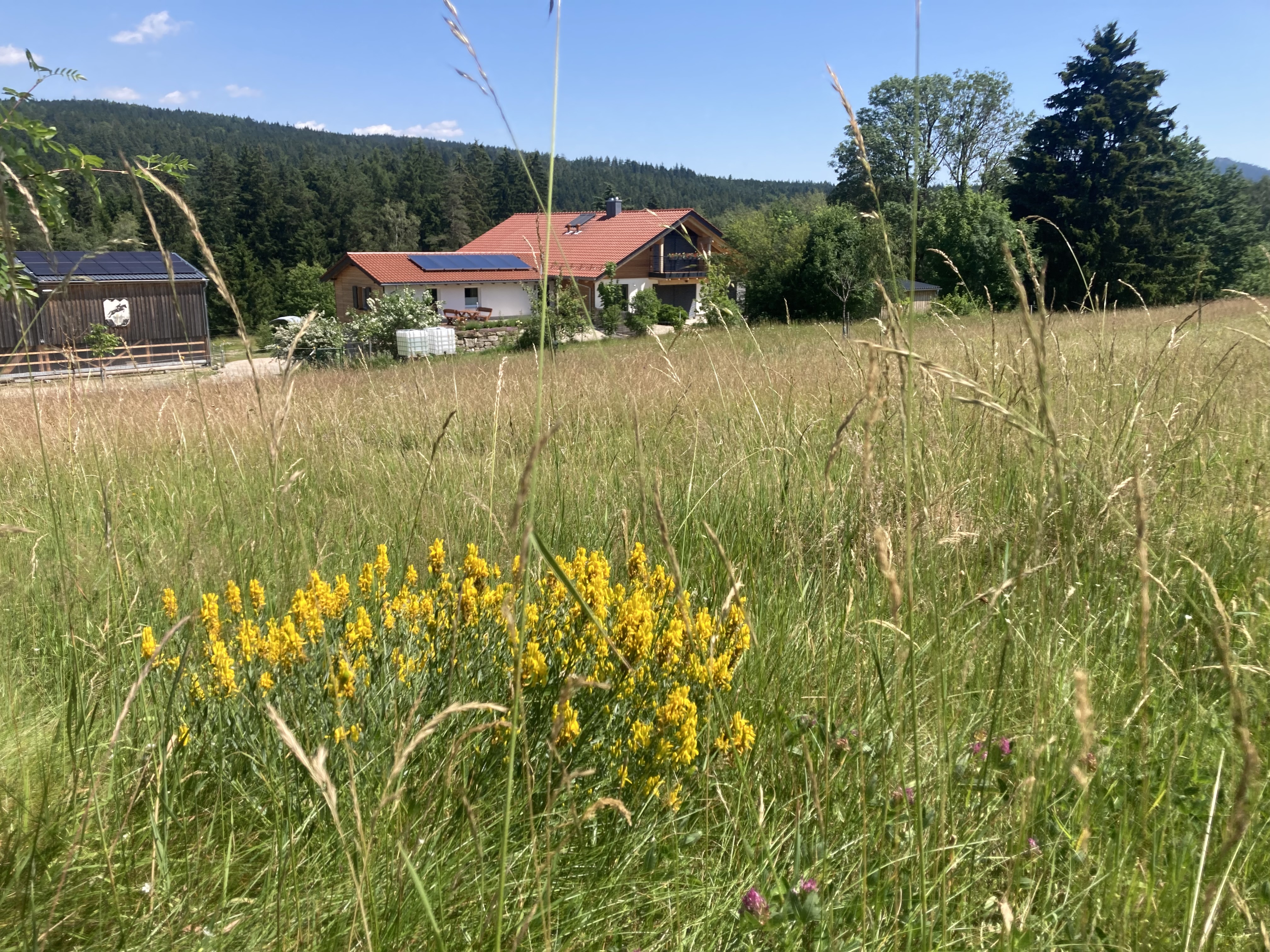 Wohnmobilstellplatz: Unser Kräuter- und Blumenwiese - Hof Wiesengrund Alm Kerstin Knaus