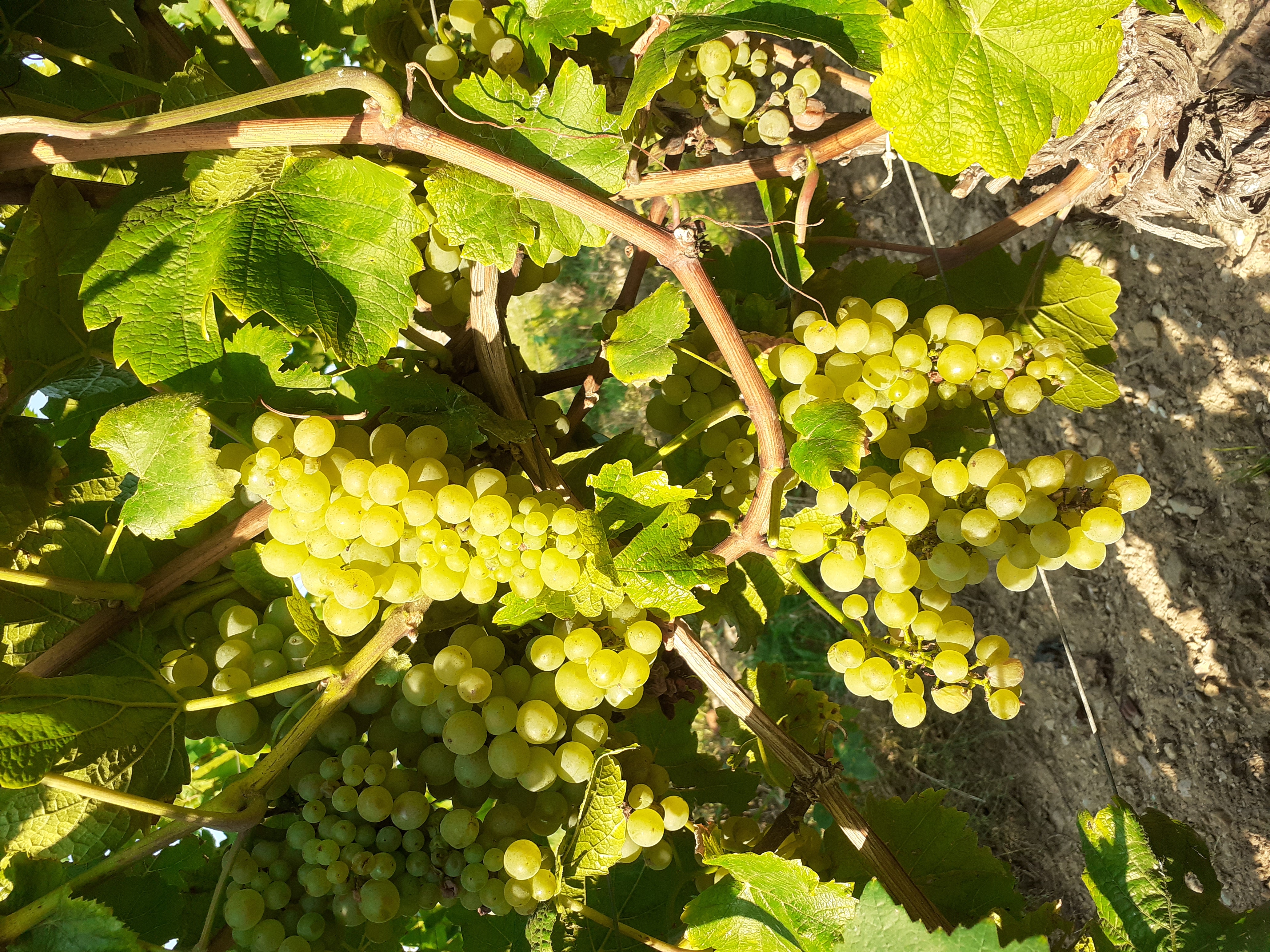 kampeerplaats voor campers - Essenheim - Weingut Arne Kirsch, Obstgut Heim