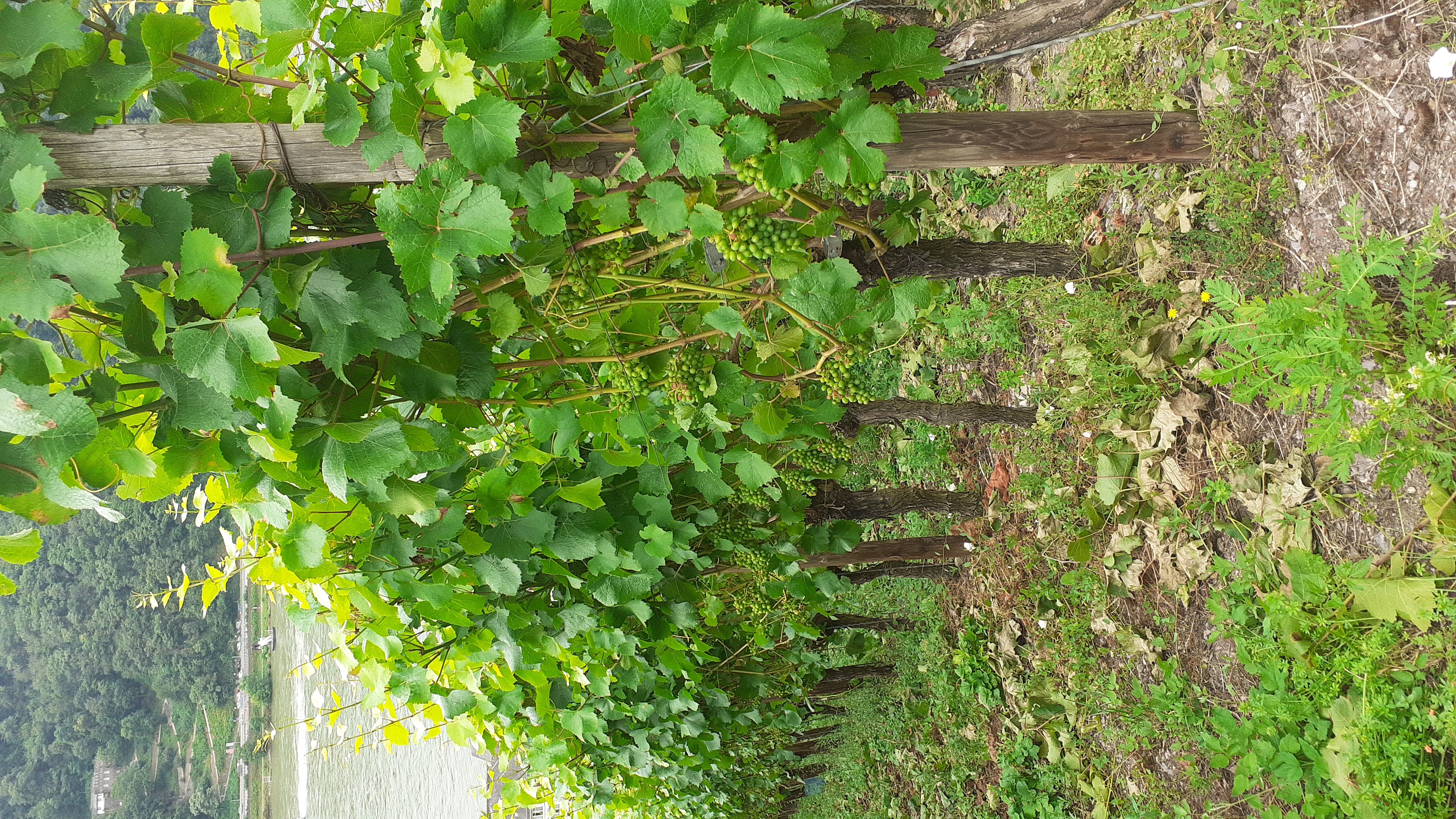 kampeerplaats voor campers - Essenheim - Weingut Arne Kirsch, Obstgut Heim
