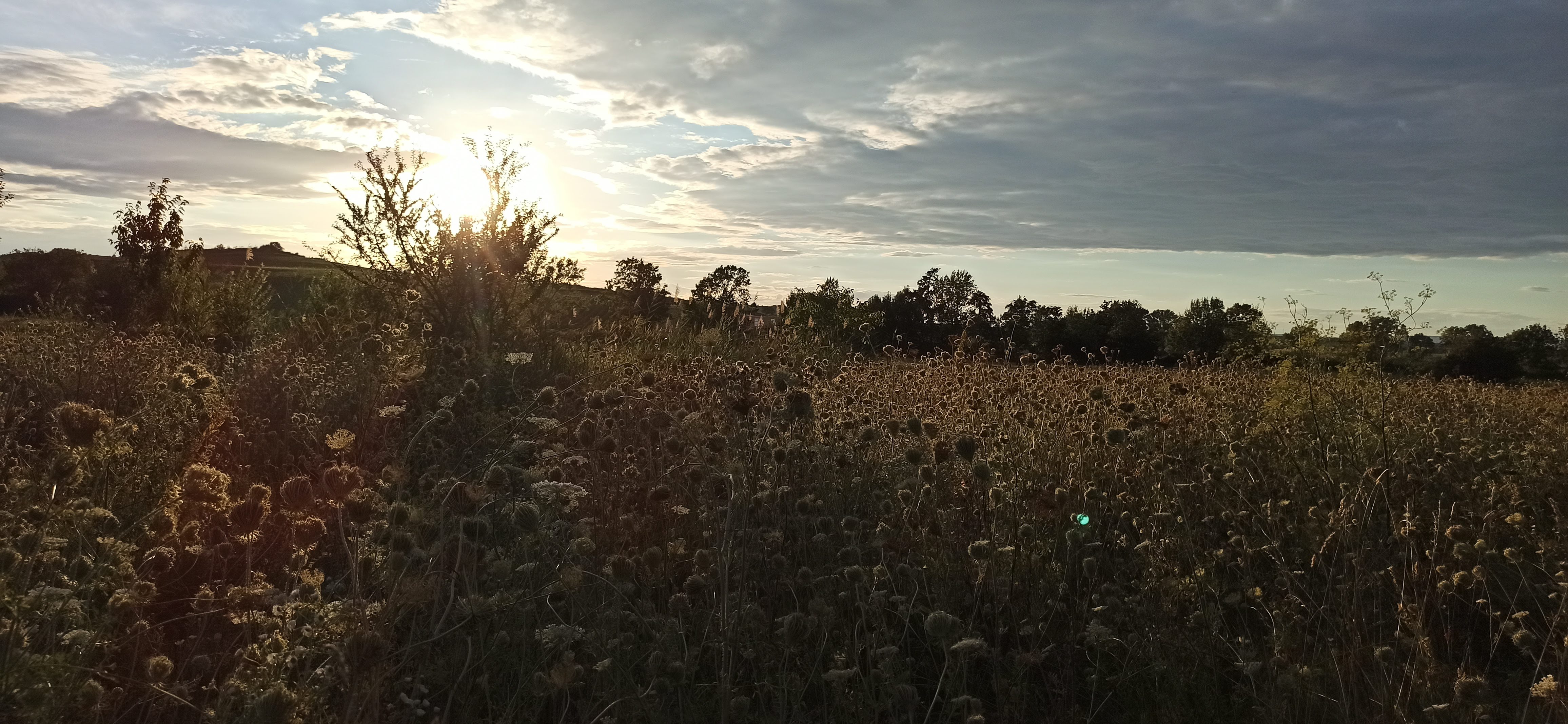 Area sosta per camper - Norheim - Umgebung - Stellplatz auf der Obstwiese