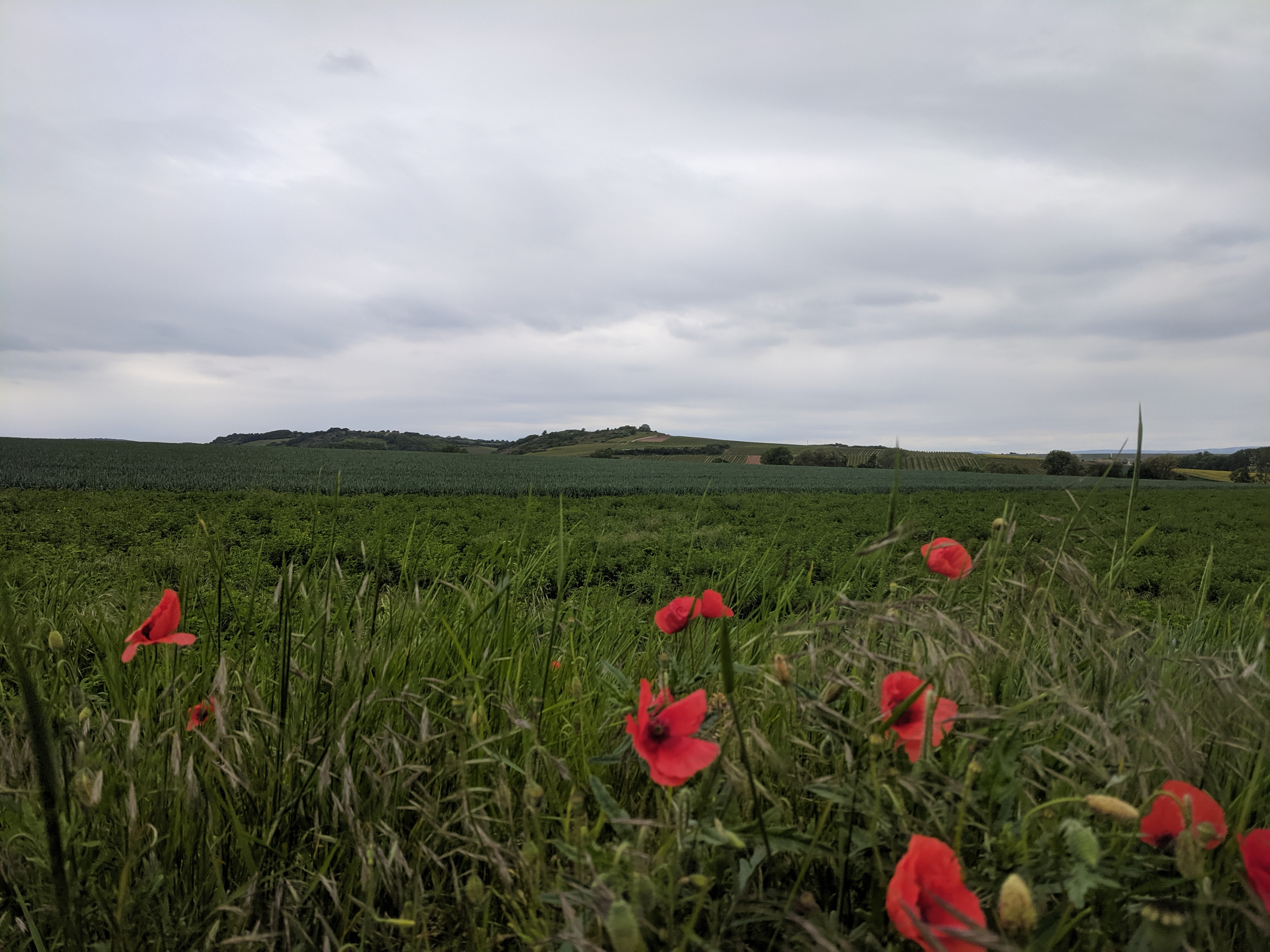 Area sosta per camper - Norheim - Ausblick - Stellplatz auf der Obstwiese