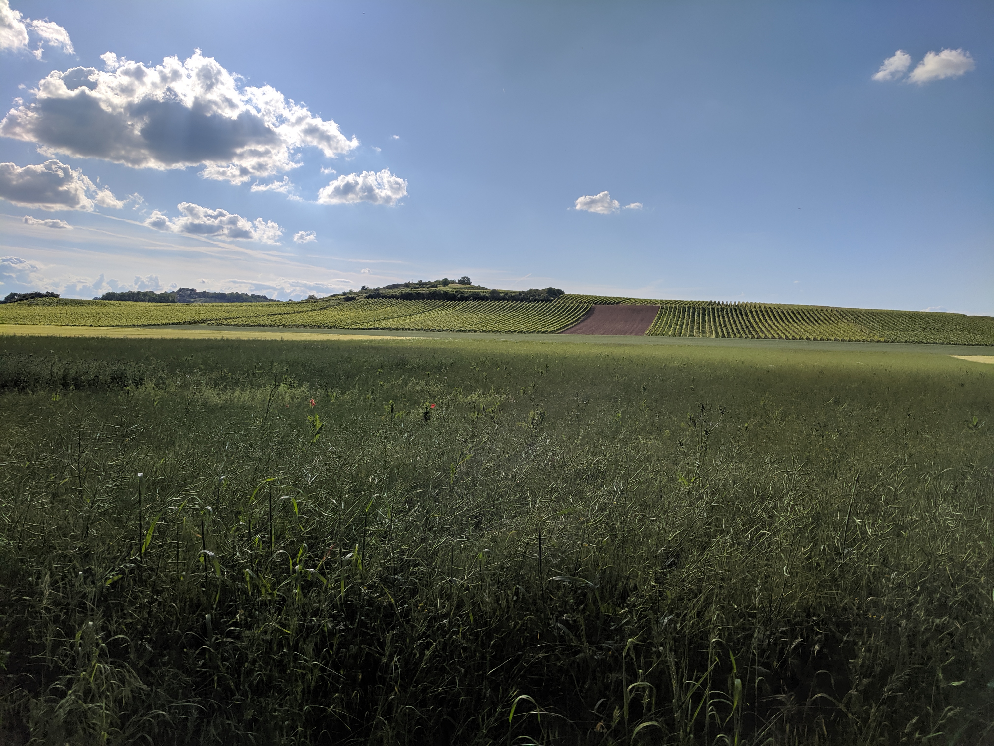 Wohnmobilstellplatz: Ausblick - Stellplatz auf der Obstwiese