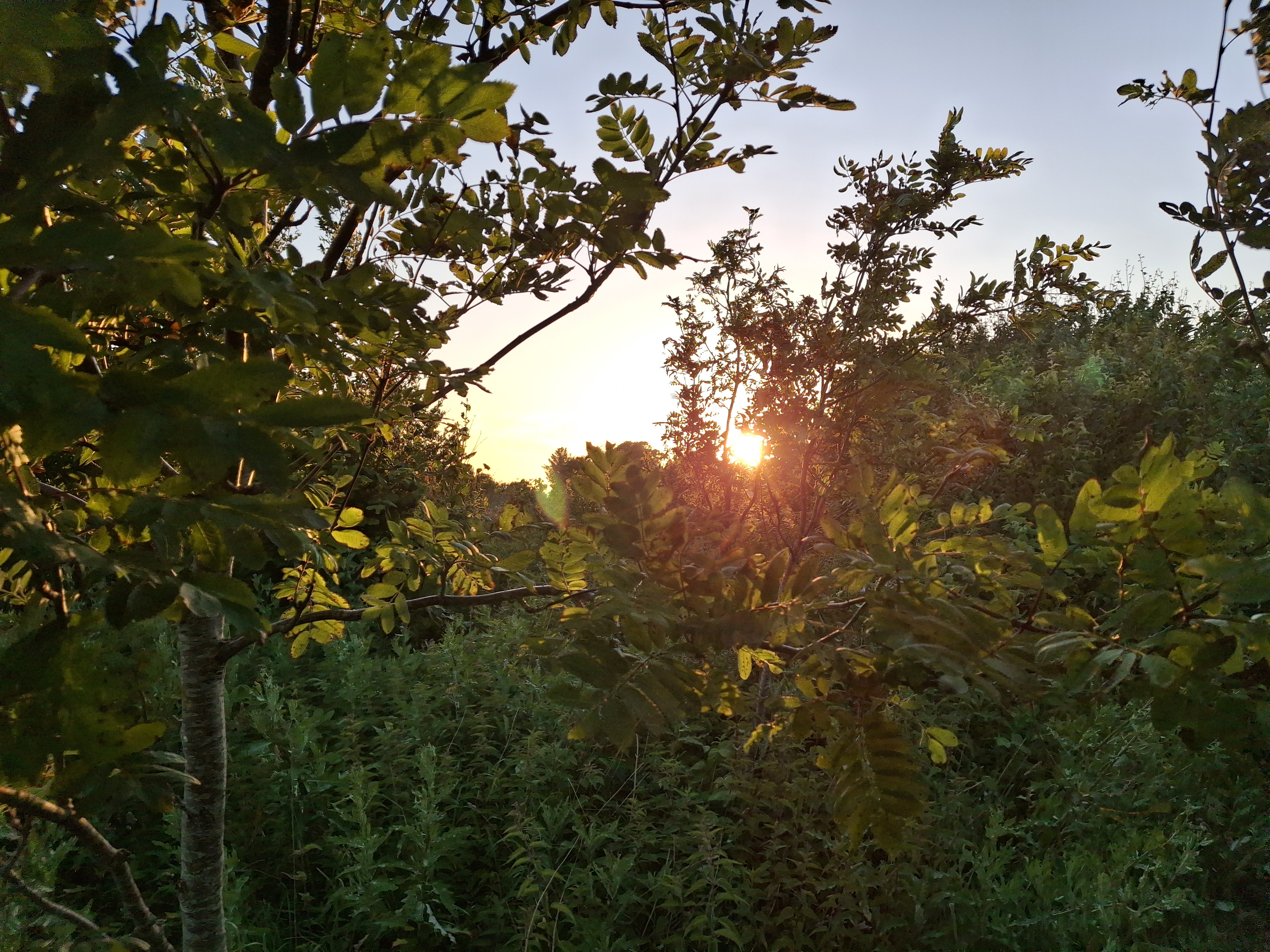 área camper - Norte de Jutlandia - 190 m Fußweg zum lauschigen Zeltplatz im Unterholz (privat)