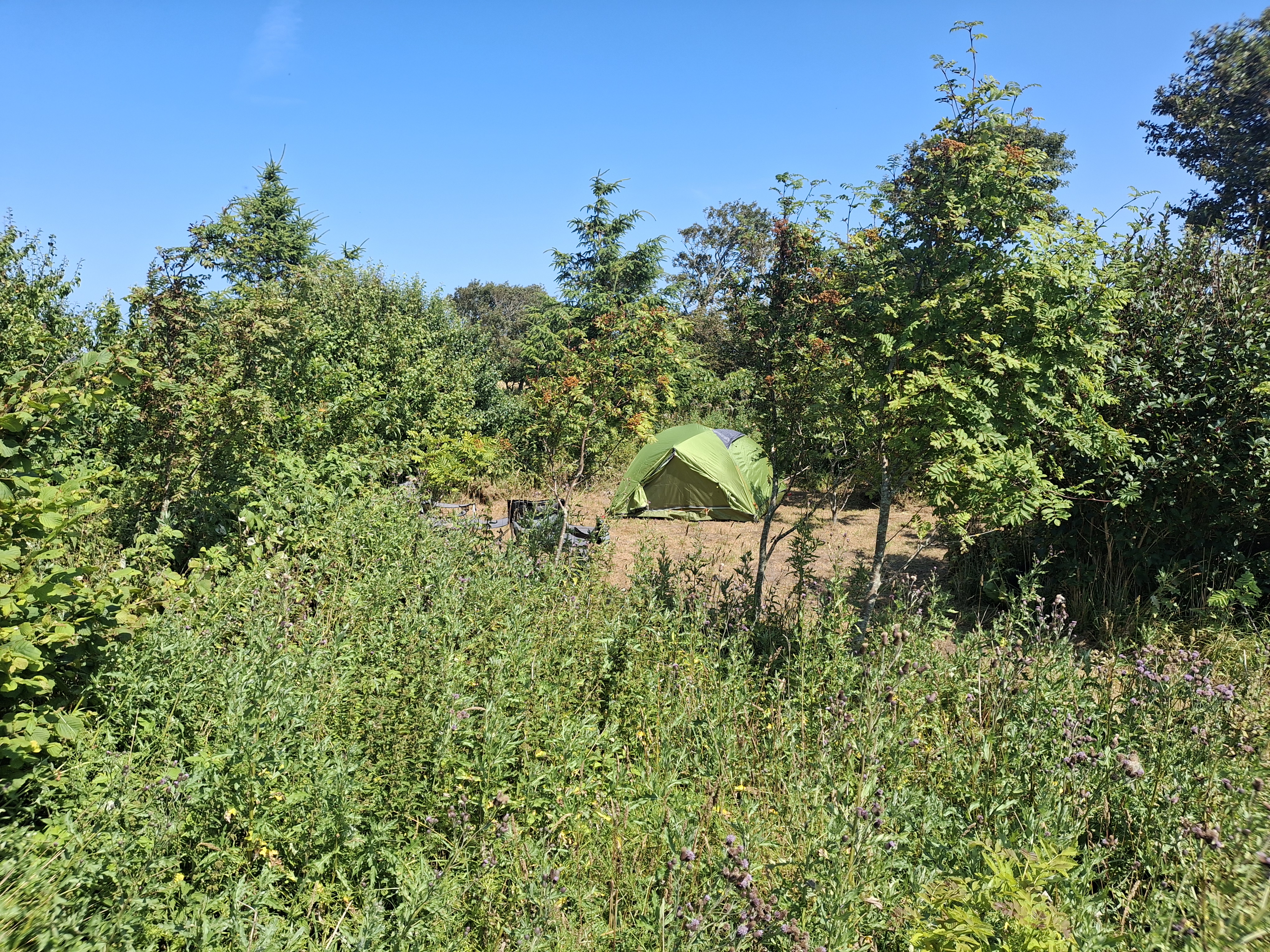 área camper - Norte de Jutlandia - Dein Zeltplatz im Grünen. - 190 m Fußweg zum lauschigen Zeltplatz im Unterholz (privat)