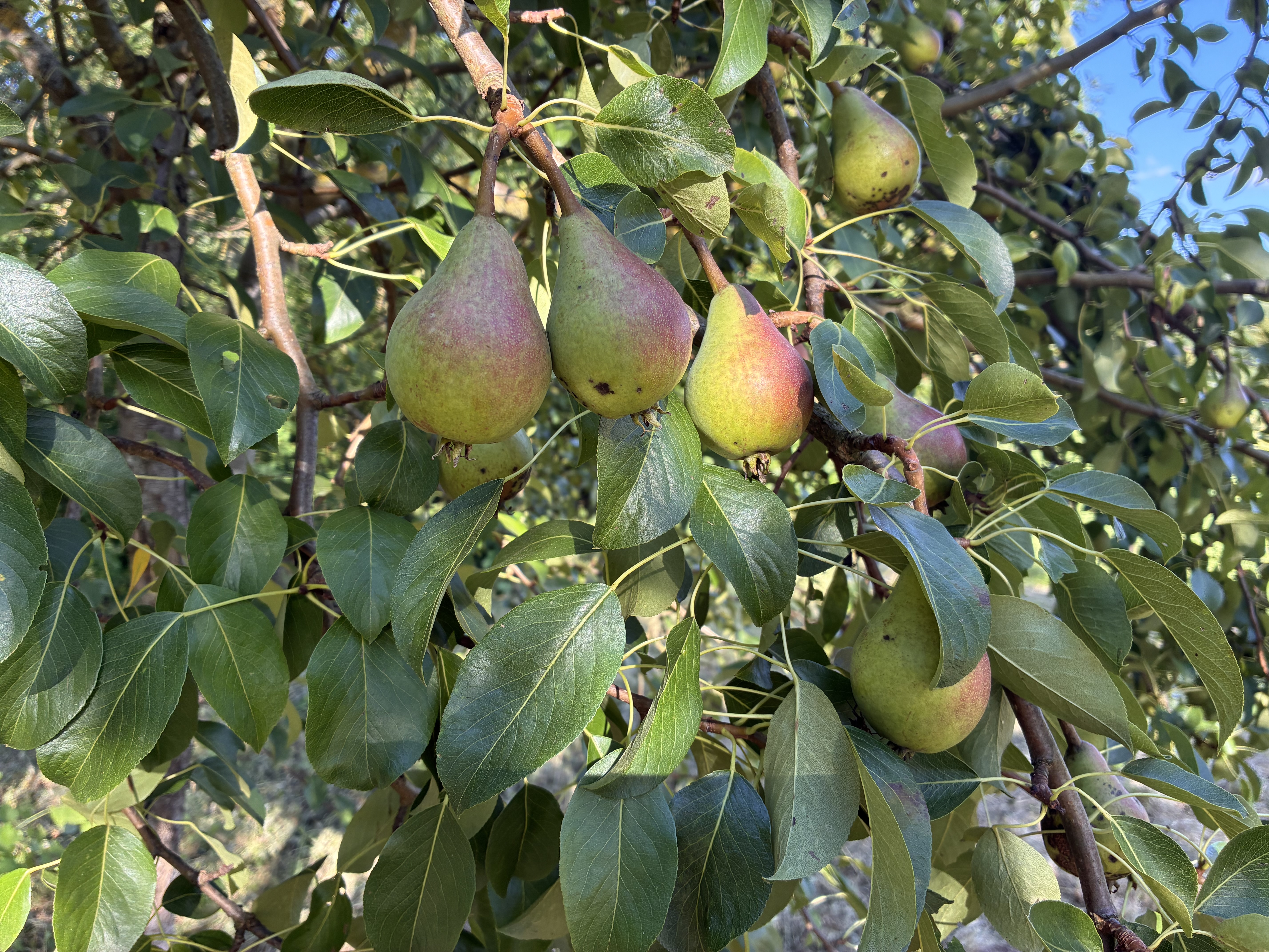 kampeerplaats voor campers - Nörten-Hardenberg - Obstgarten Greene