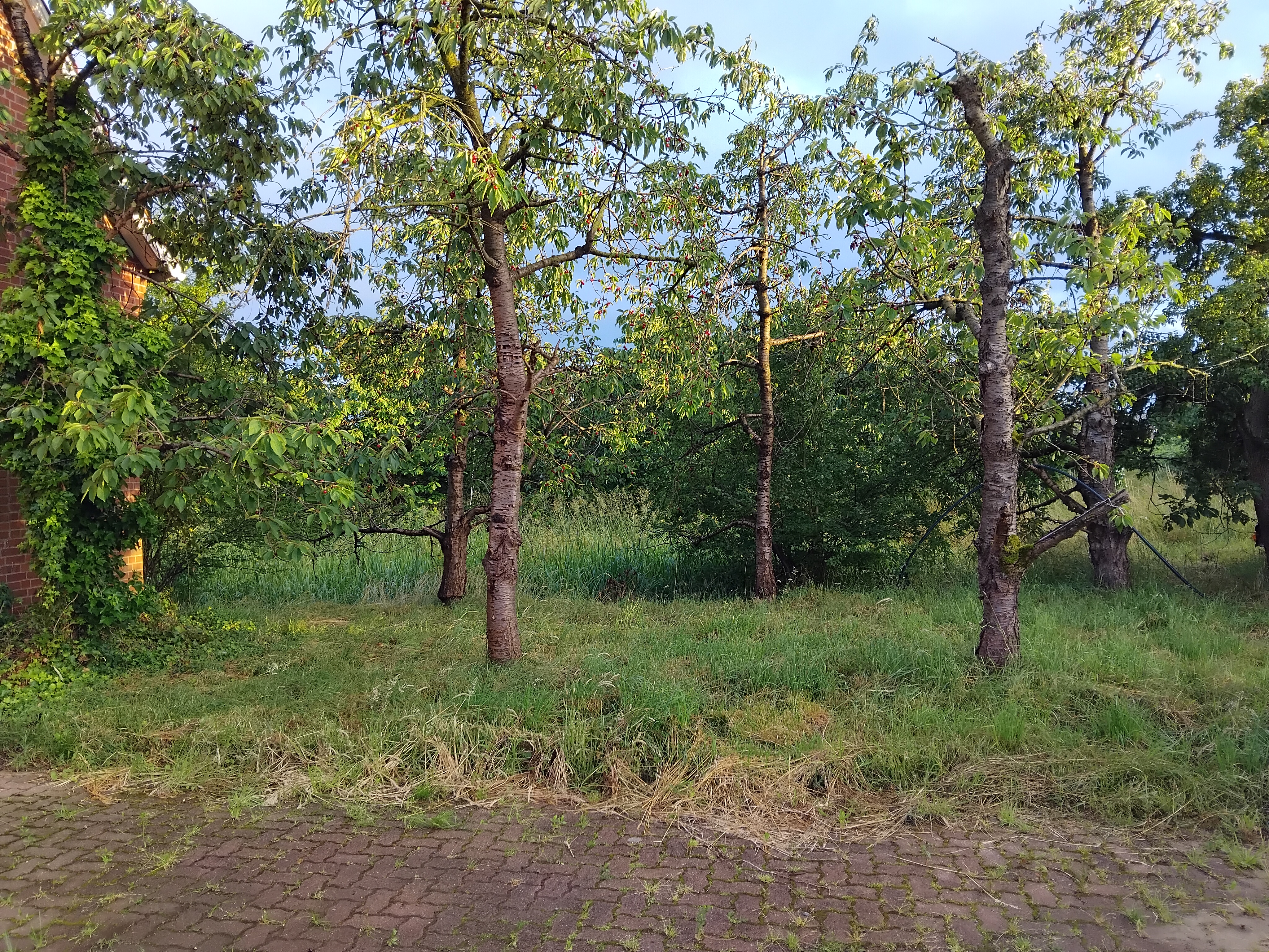 Reisemobilstellplatz - Buxtehude - Mitten im Alten Land