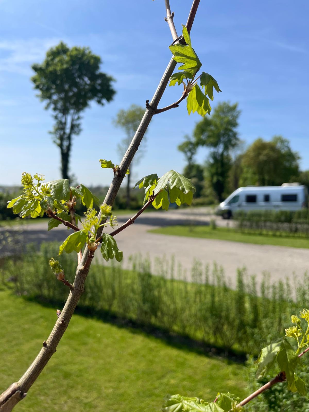 Wohnmobilstellplatz: Waldstellplatz Lienen