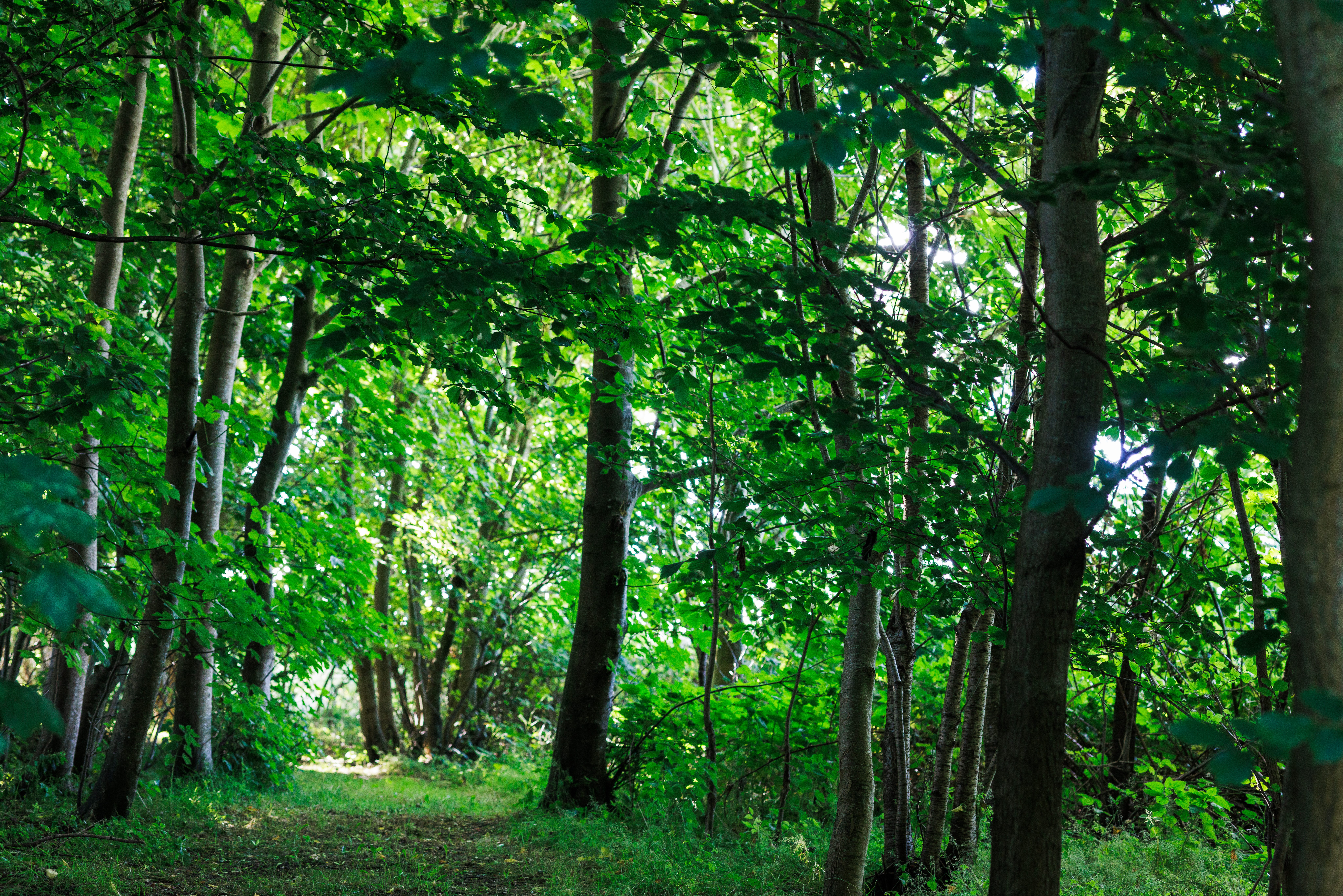 Reisemobilstellplatz: Wald auf dem Grundstück - Herreggården Hindsels