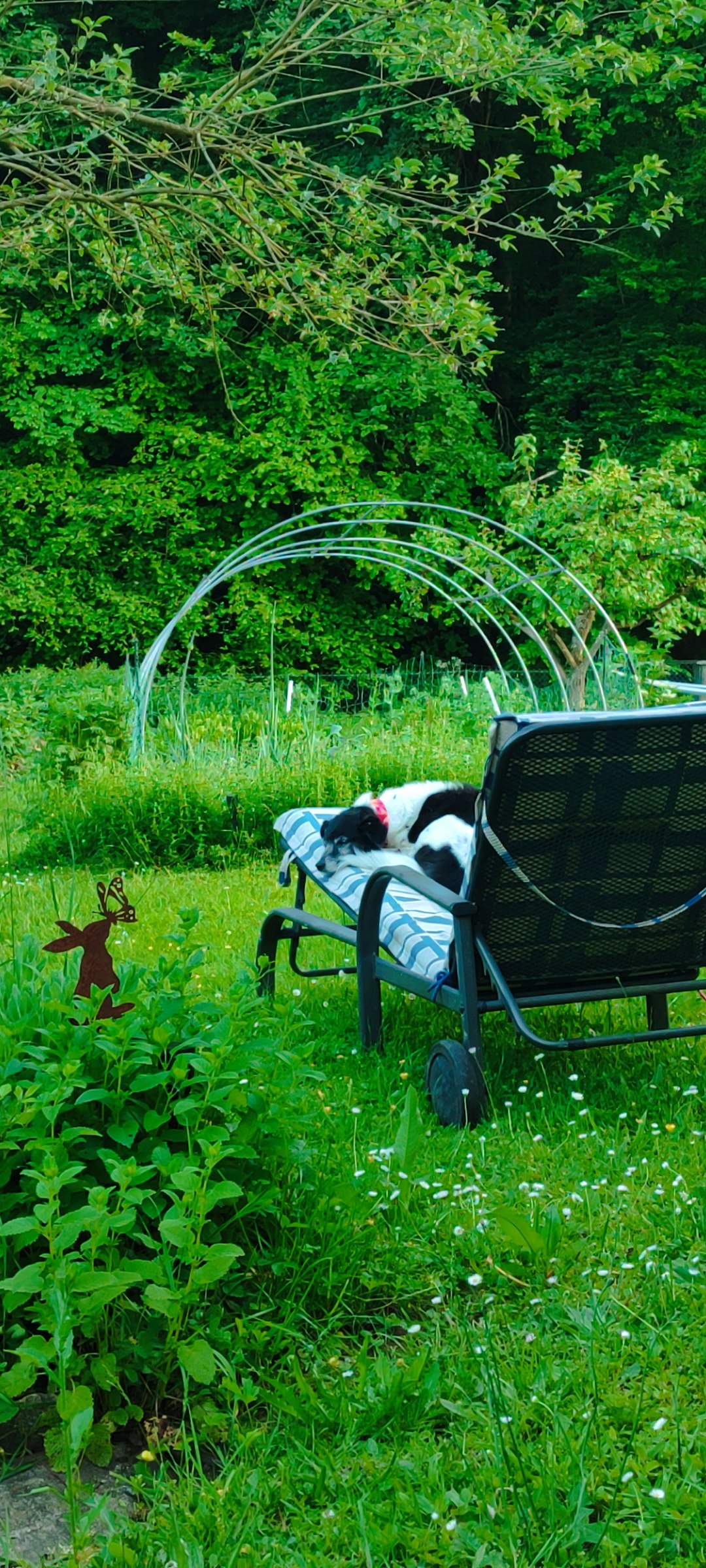 Reisemobilstellplatz - Philippsburg (Elsass ) - Hundebesuch  - Herbarium Camping chez Claudia