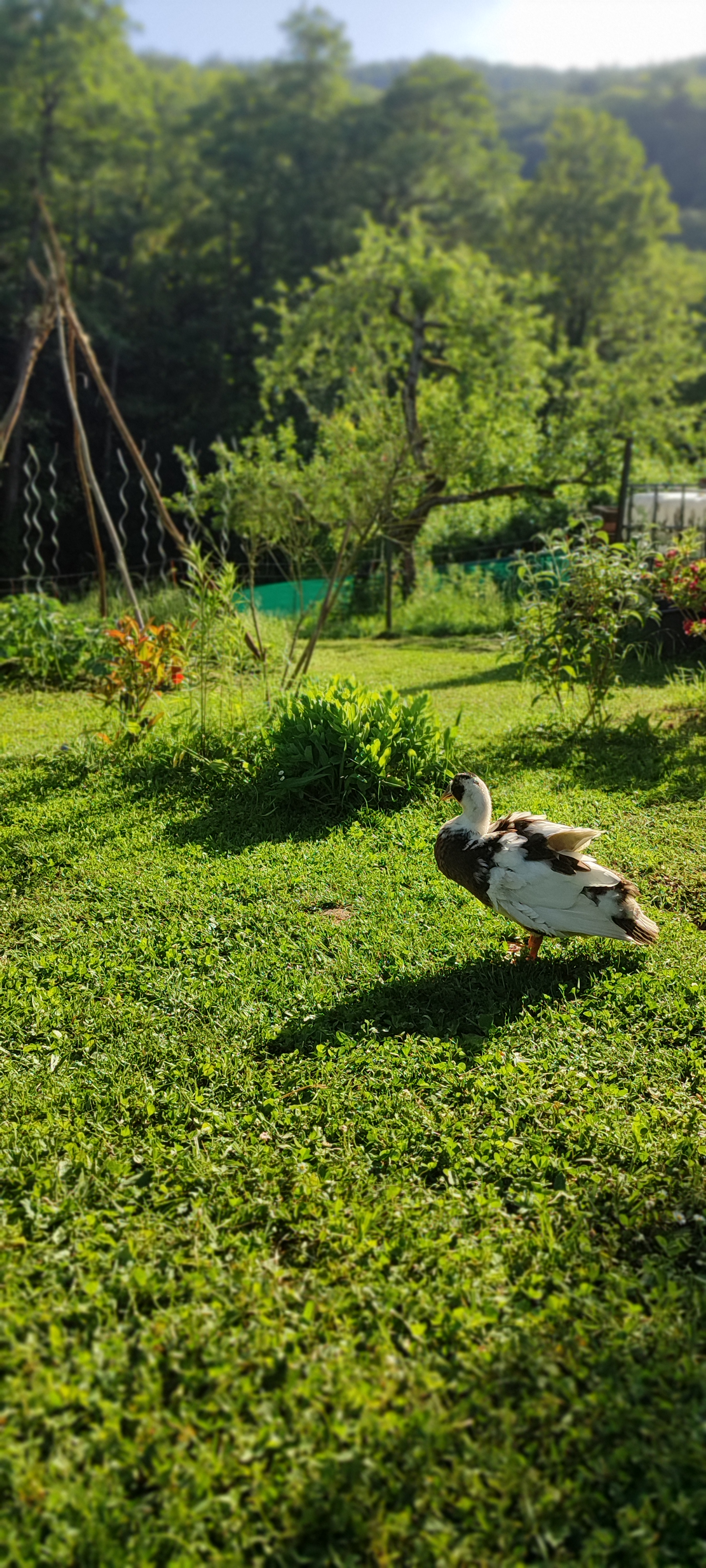 Wohnmobilstellplatz: Garten - Herbarium Camping chez Claudia - zona