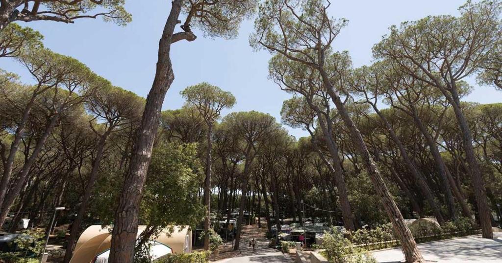 Wohnmobilstellplatz: Pinienwald  - Continental Camping Village - zona