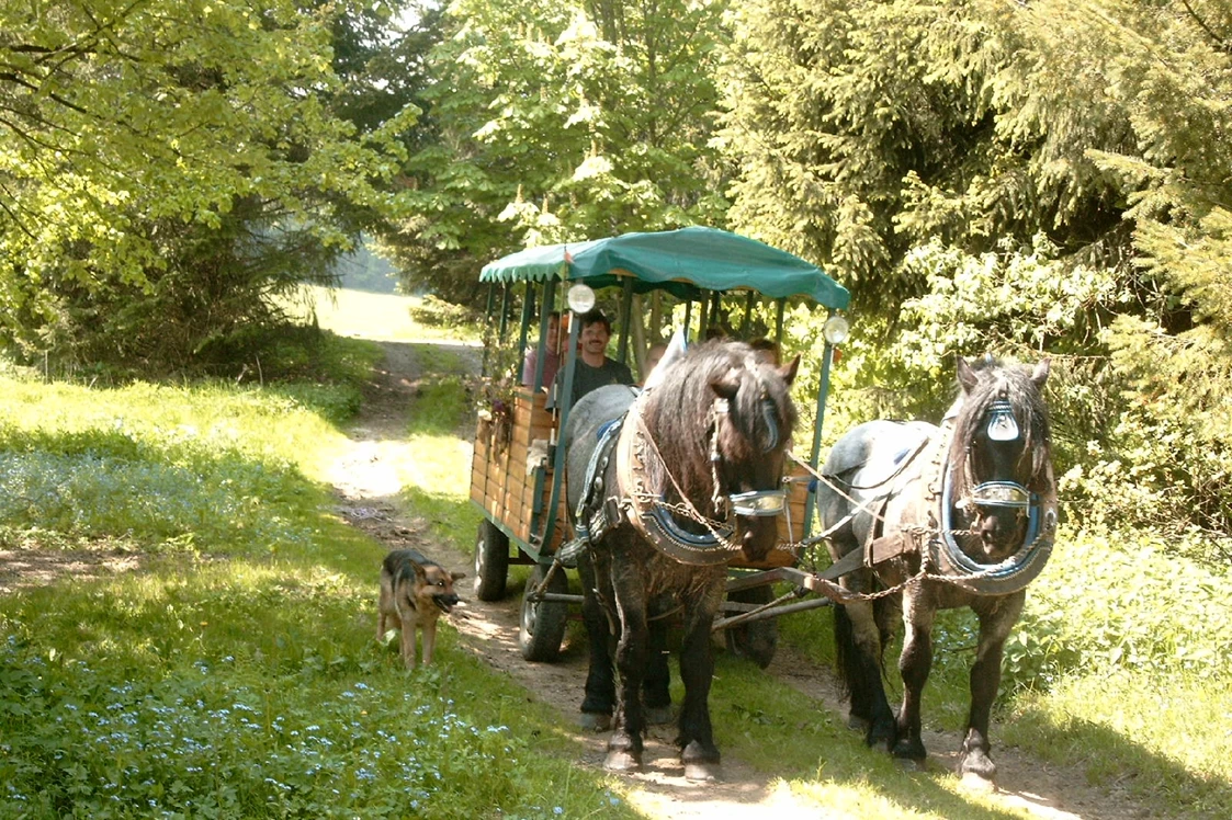 Wohnmobilstellplatz: Beschreibungstext für das Bild - Reiterhof Mühlbauer