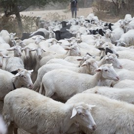 Wohnmobilstellplatz: sheeps - Agricamping S'Ozzastru