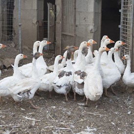 Wohnmobilstellplatz: geese - Agricamping S'Ozzastru