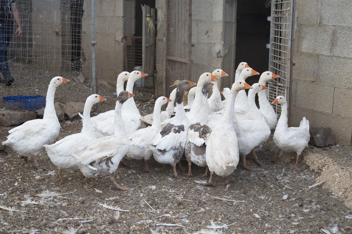 Wohnmobilstellplatz: geese - Agricamping S'Ozzastru
