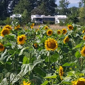 Wohnmobilstellplatz: Campers op de camping op het camperveld in 2023 met uitzicht op de mooie bloemenweide. - Camping Lansbulten