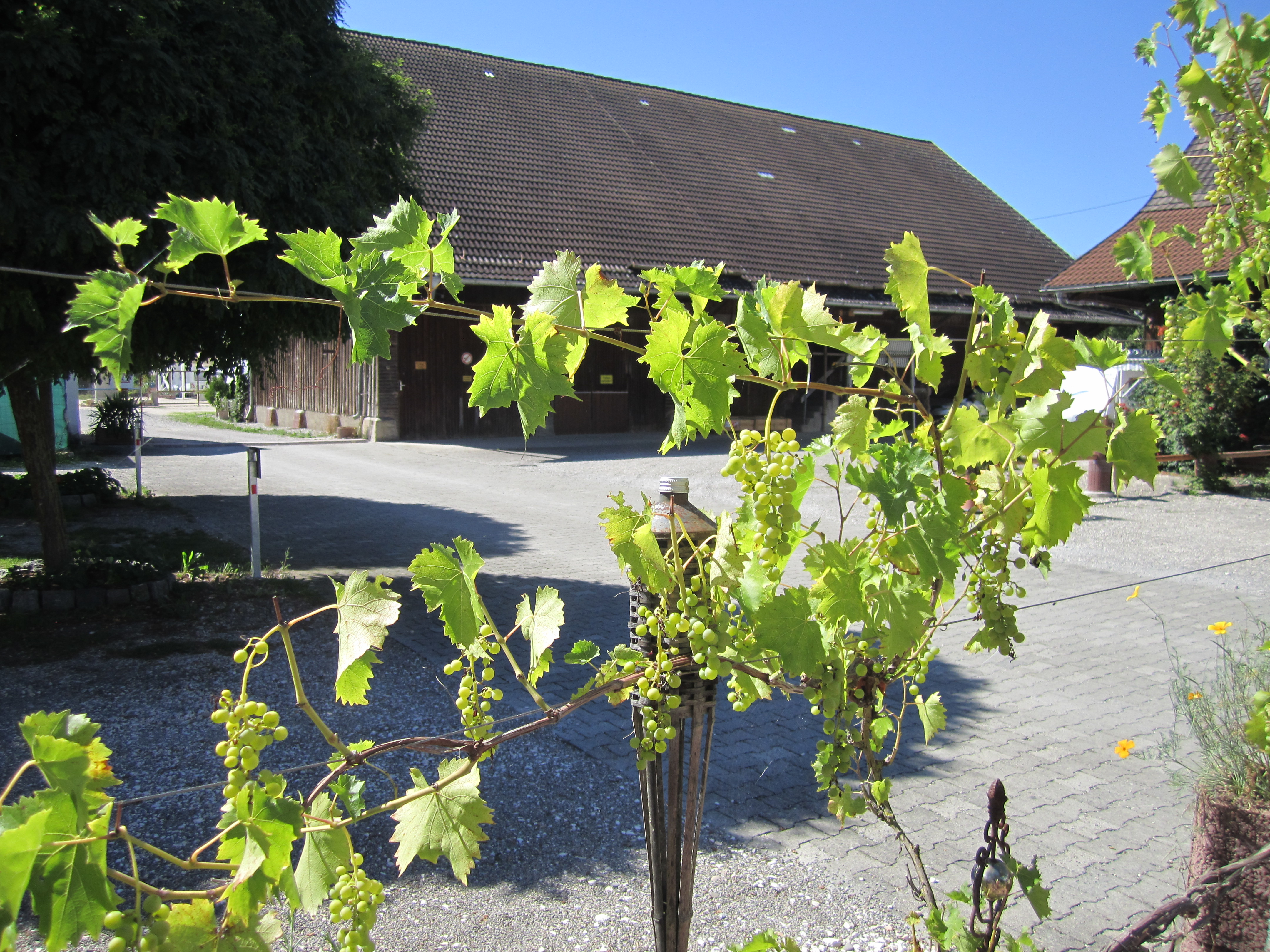 Reisemobilstellplatz - Neu-Ulm - Herbst auf dem Gutshof - Gutshof Donauried