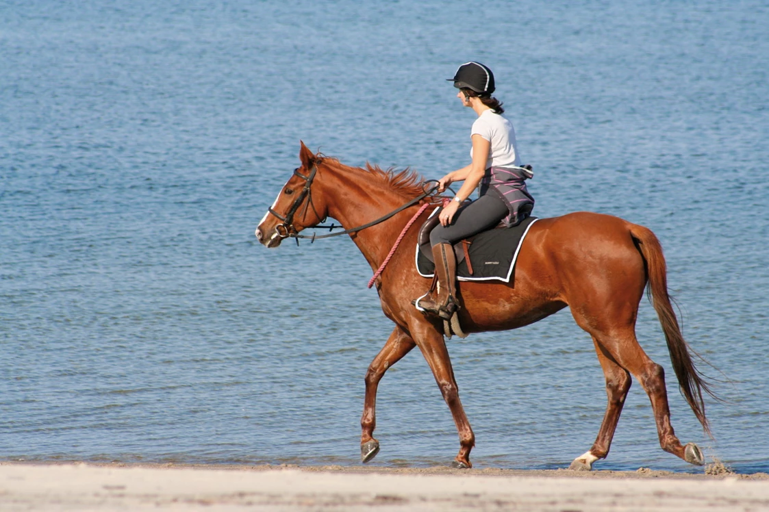 Wohnmobilstellplatz: Reiten - Wohnmobilpark Wulfener Hals