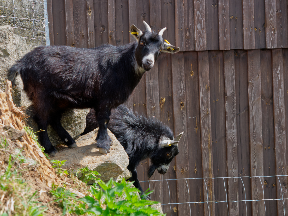 Wohnmobilstellplatz: Kalle und Lotti - Birkholmhof